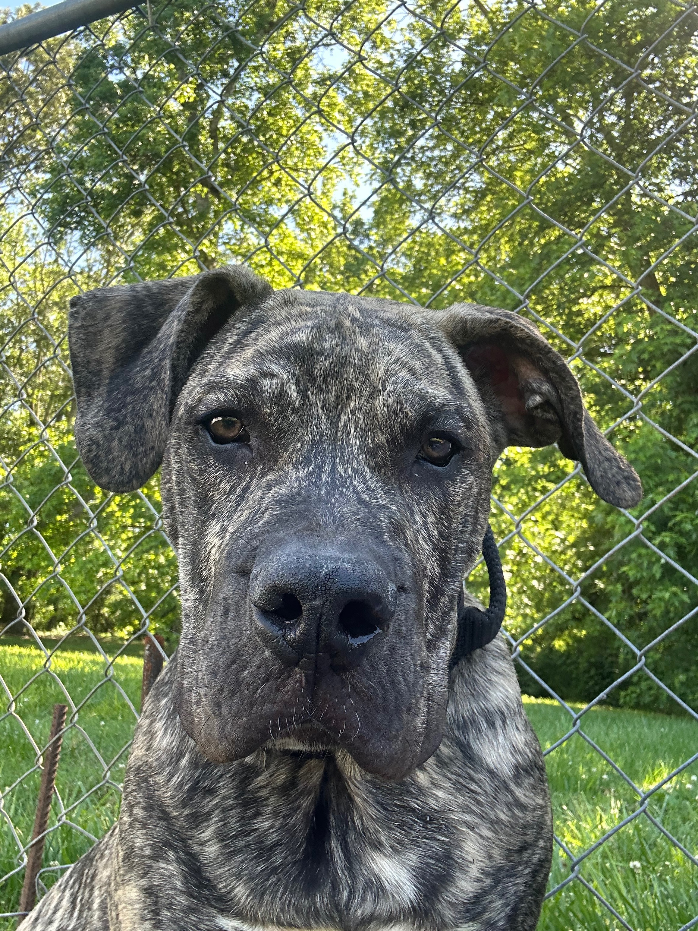 Please help Gunnar get the training he needs. campaign photo, 2 of 8