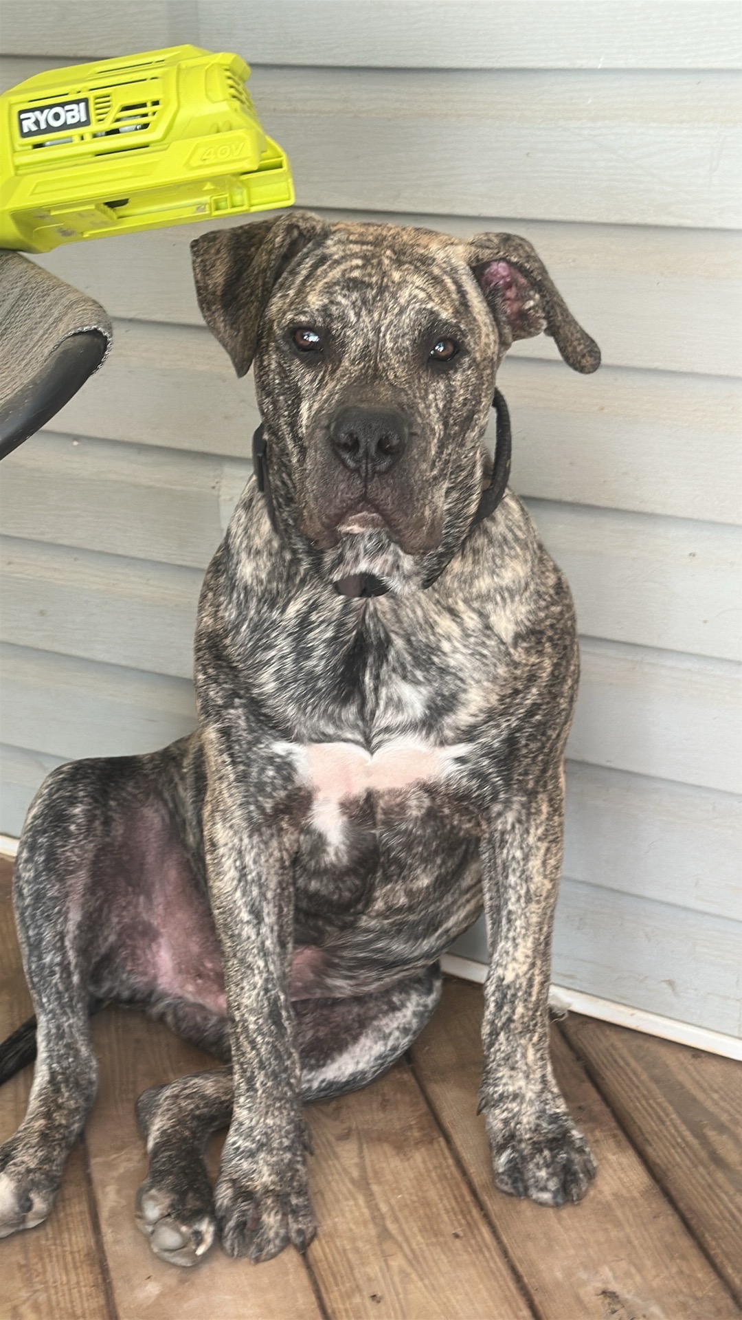 Please help Gunnar get the training he needs. campaign photo, 6 of 8