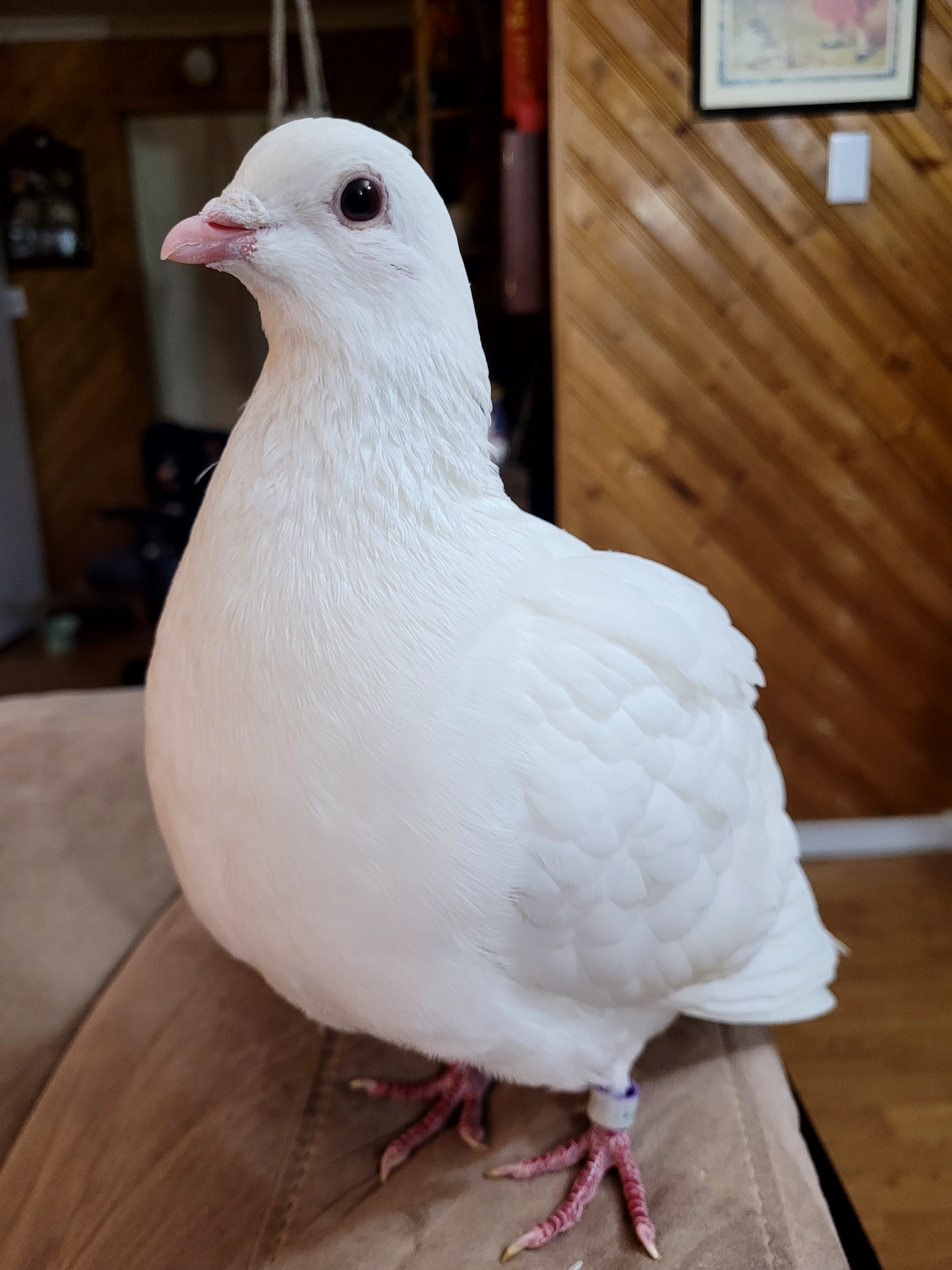 Save Peep! campaign photo, 2 of 4