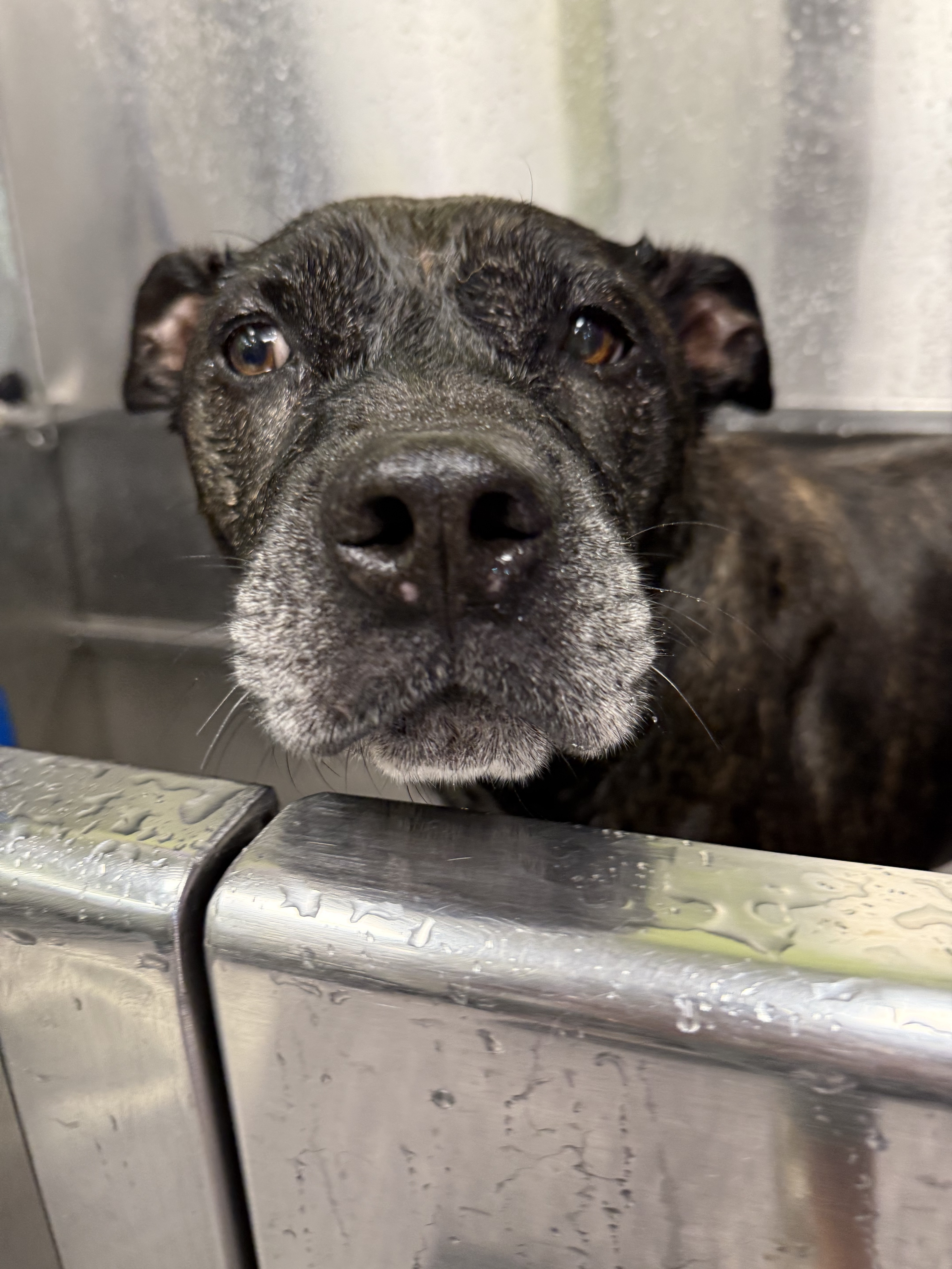 Donate to Lady's Medical and Care Needs campaign photo, 6 of 8