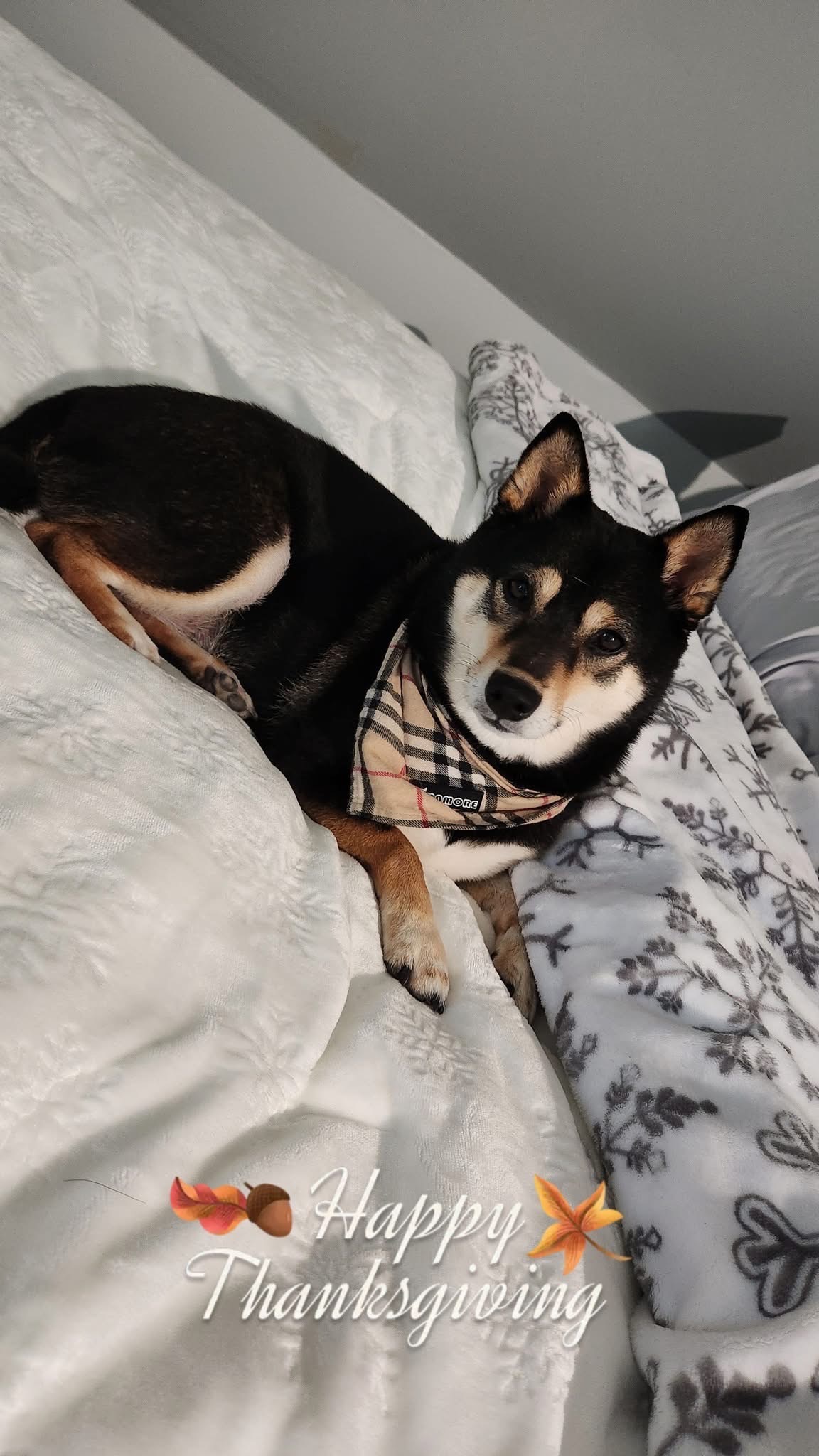 Help a Sheeba Dog Get Vital Vet Care campaign photo, 2 of 4