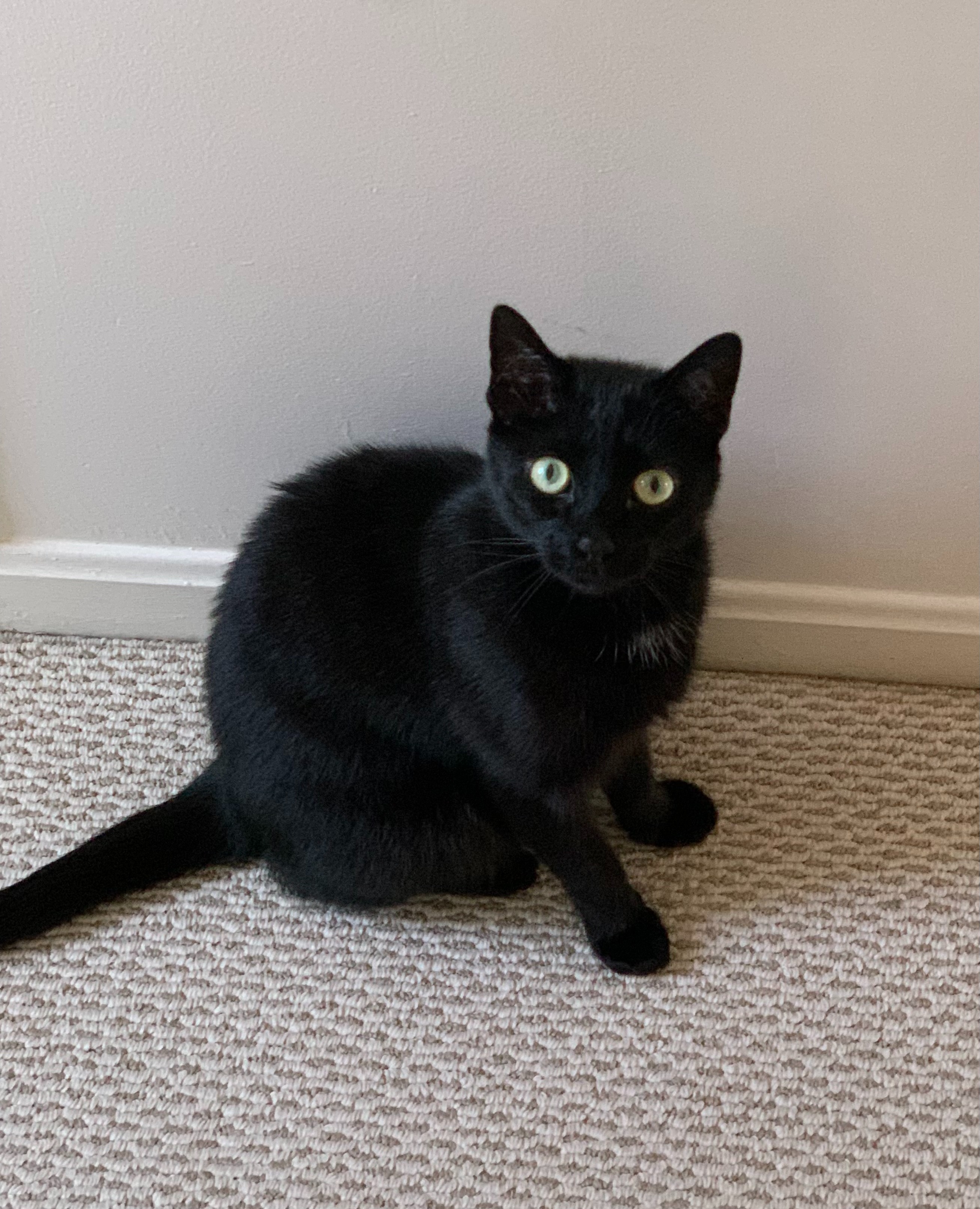 Help Us Support Spooky Through His Cancer Journey campaign photo, 7 of 8