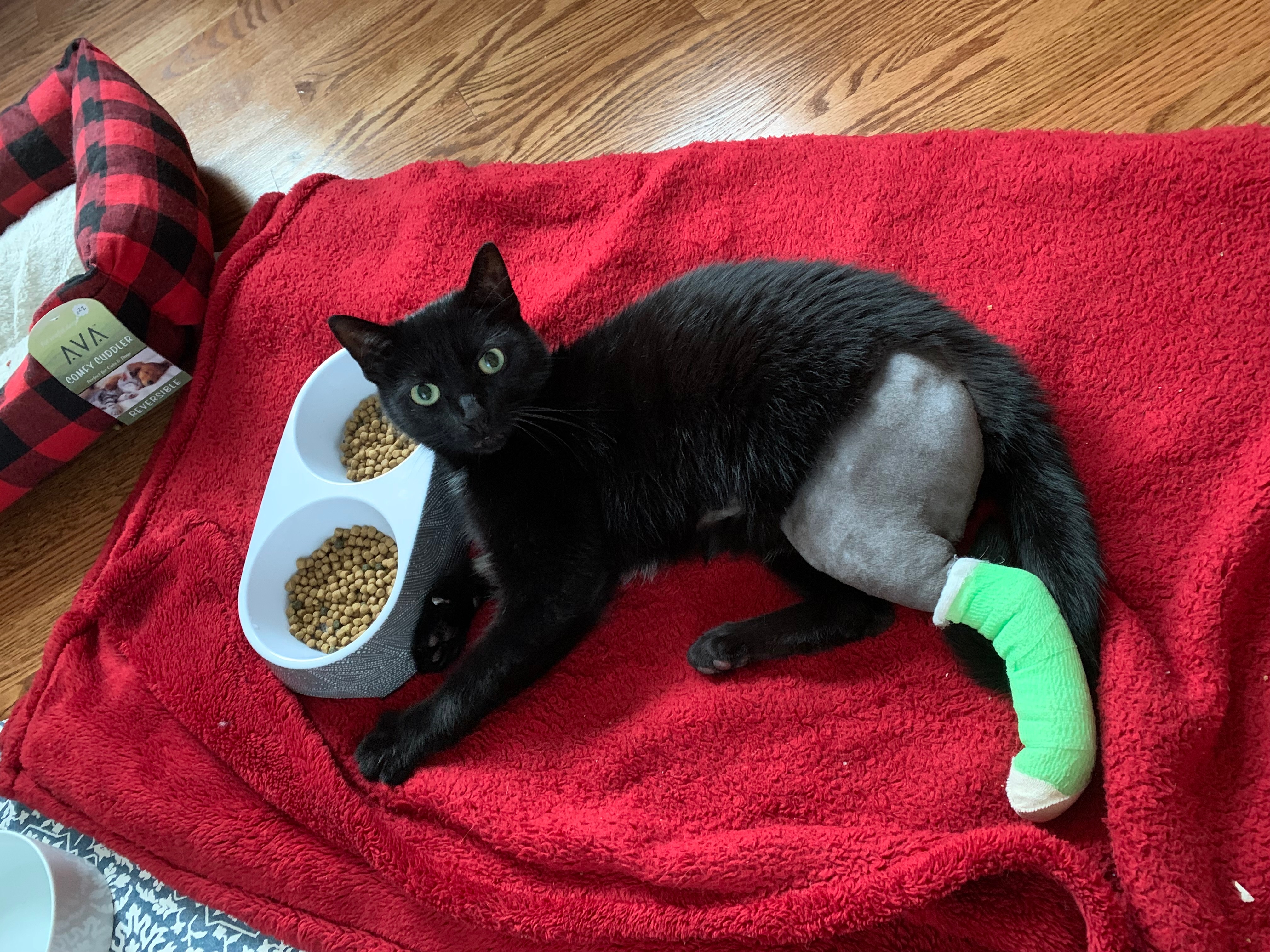 Help Us Support Spooky Through His Cancer Journey campaign photo, 2 of 8