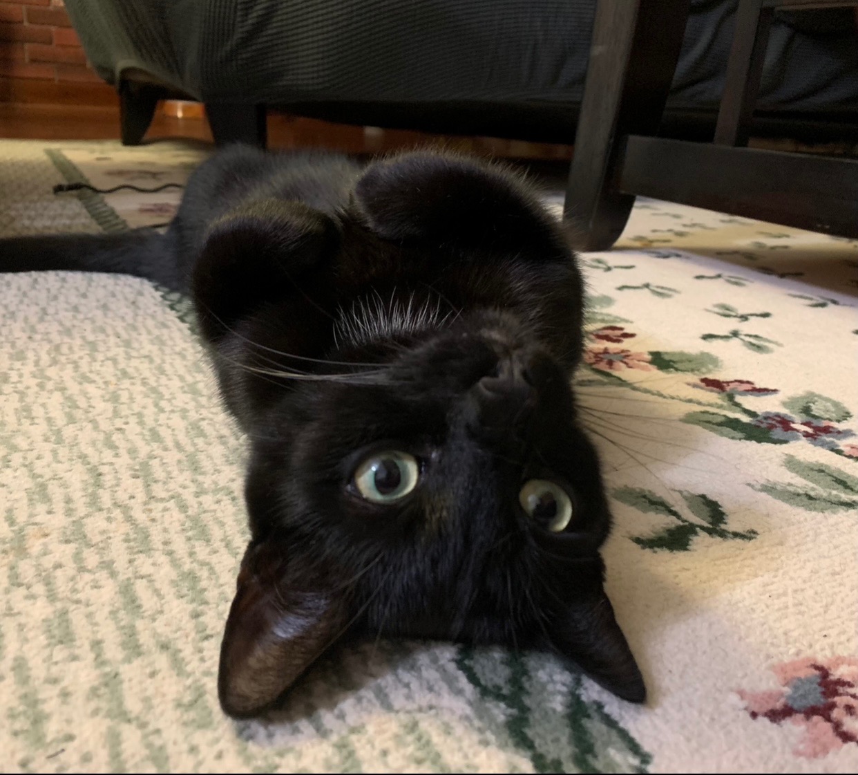 Help Us Support Spooky Through His Cancer Journey campaign photo, 6 of 8