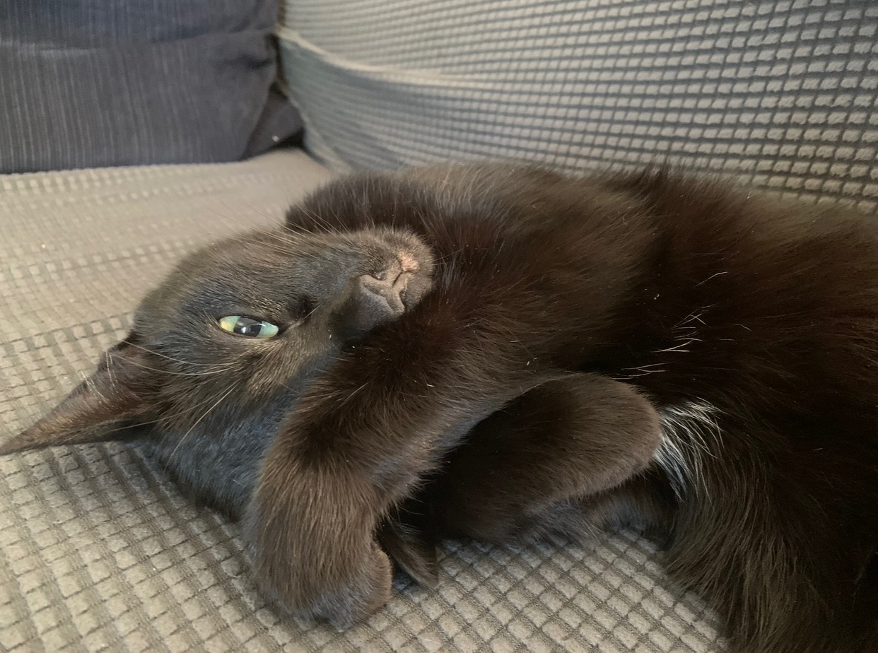 Help Us Support Spooky Through His Cancer Journey campaign photo, 5 of 8