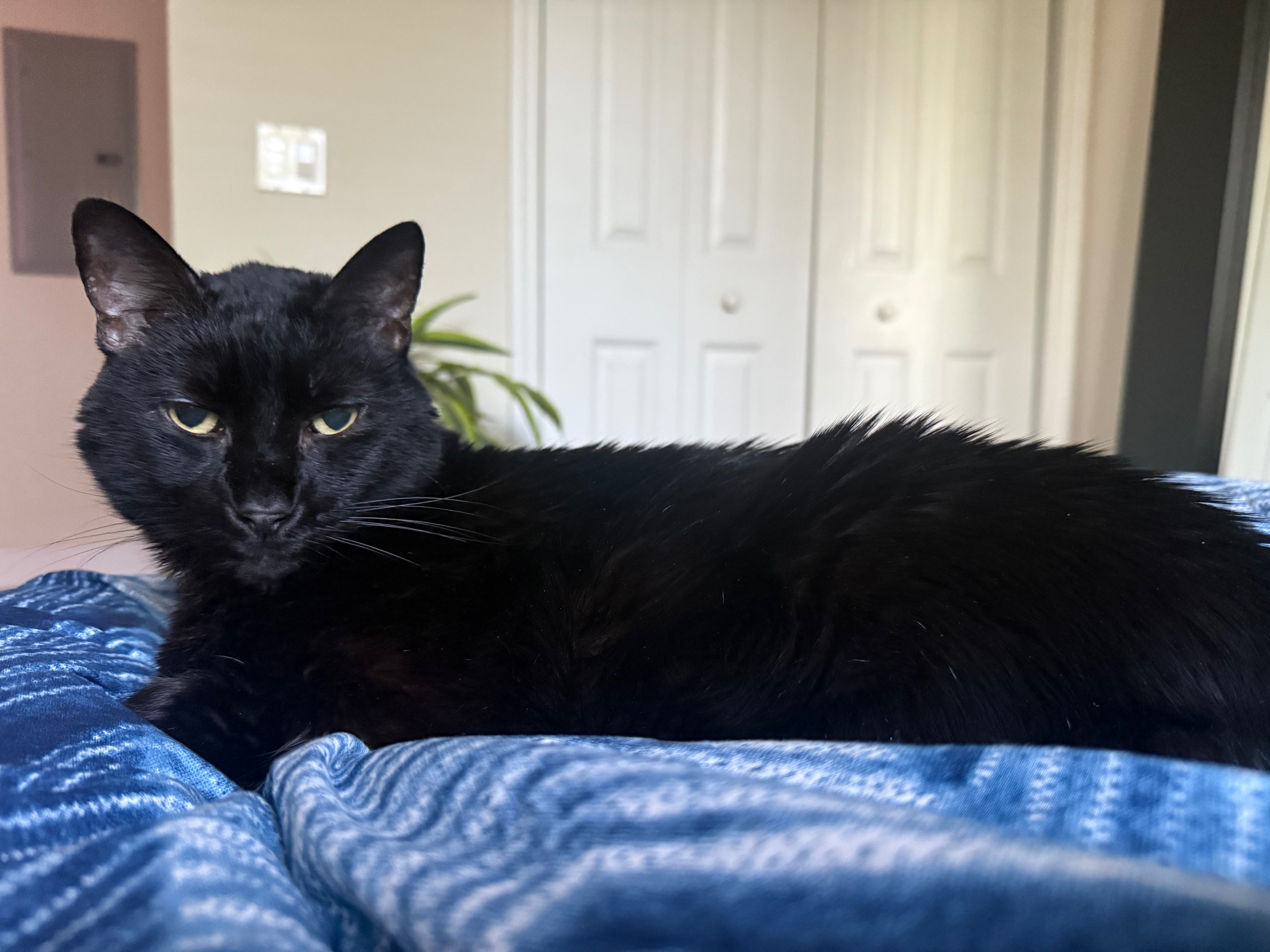 Support Pharoah's Cancer Treatment Journey campaign photo, 2 of 5