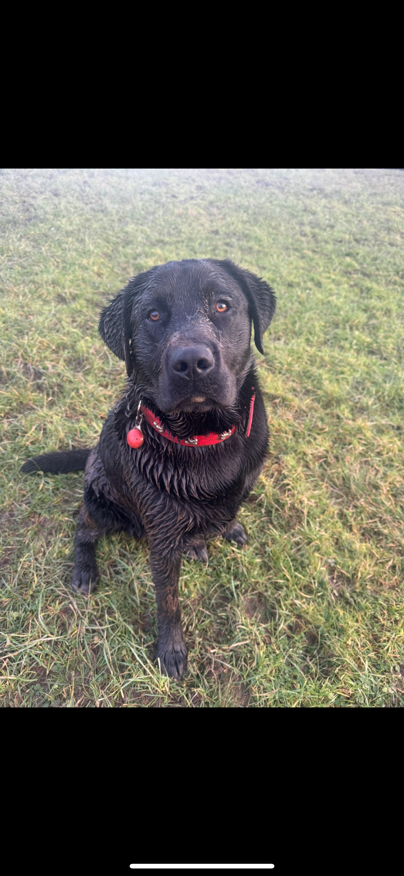Prince 19month old Labrador in need of wheels or operation campaign photo, 7 of 8