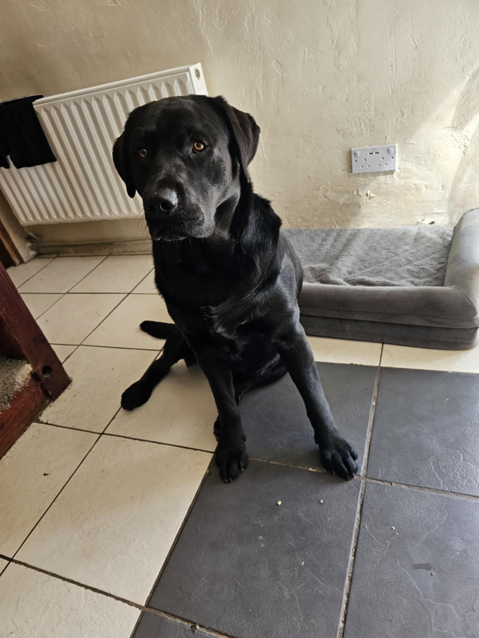 Prince 19month old Labrador in need of wheels or operation campaign photo, 6 of 8