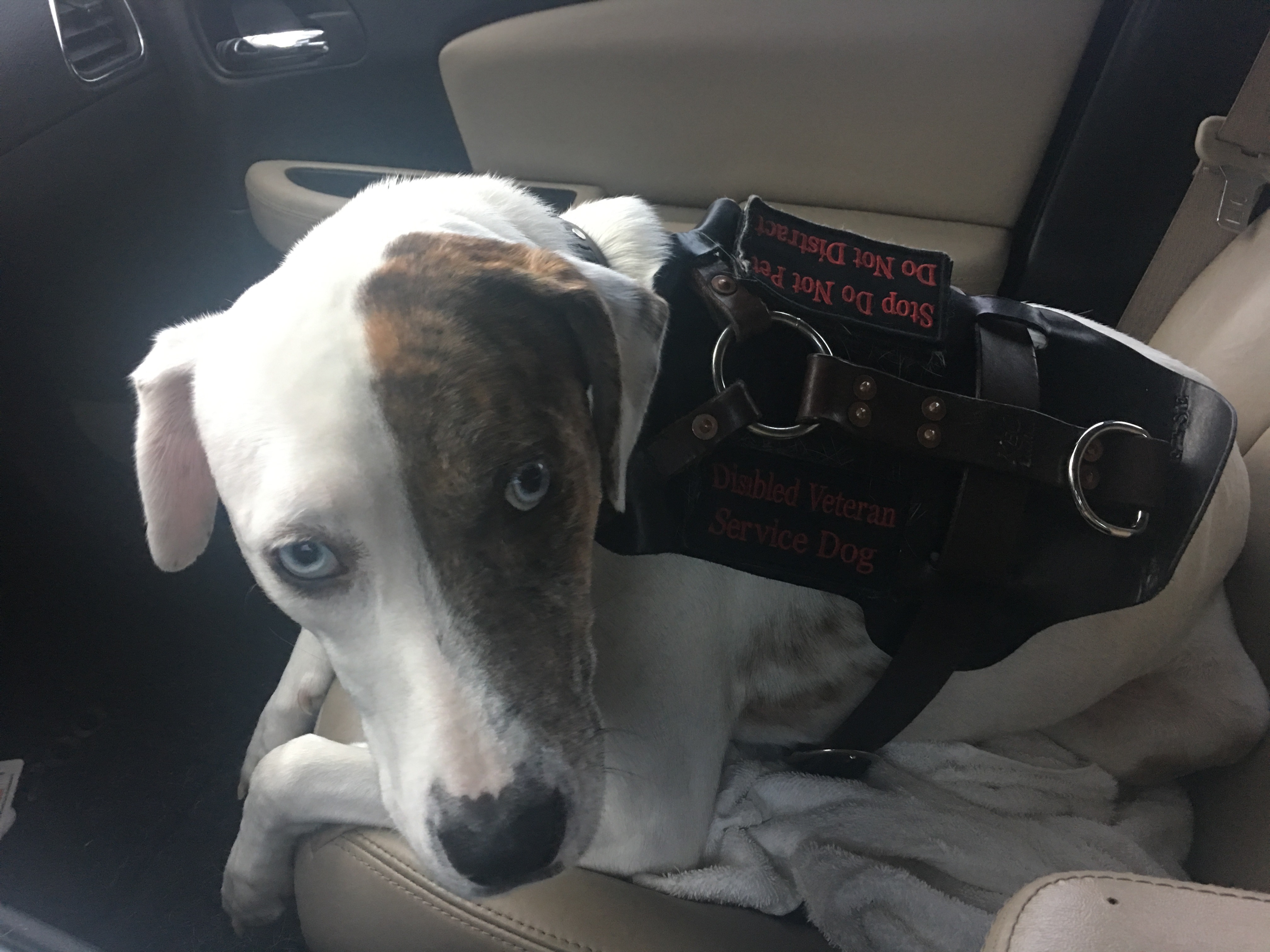Donate to Train a Service Dog for Trent Brown campaign photo, 5 of 8