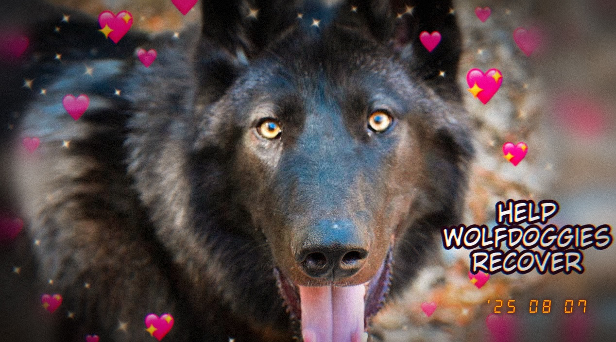 User-uploaded image 1