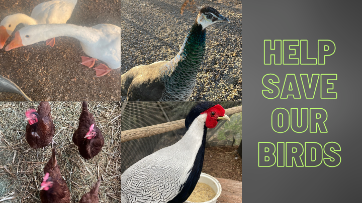 Rescue Darlene's Birds and Animals campaign photo, 2 of 4