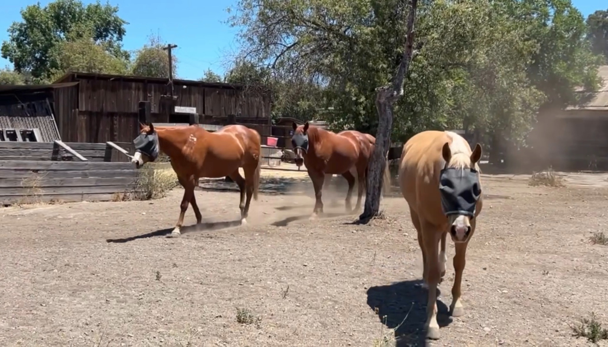 Support Into the Light Horse Sanctuary campaign photo, 7 of 8