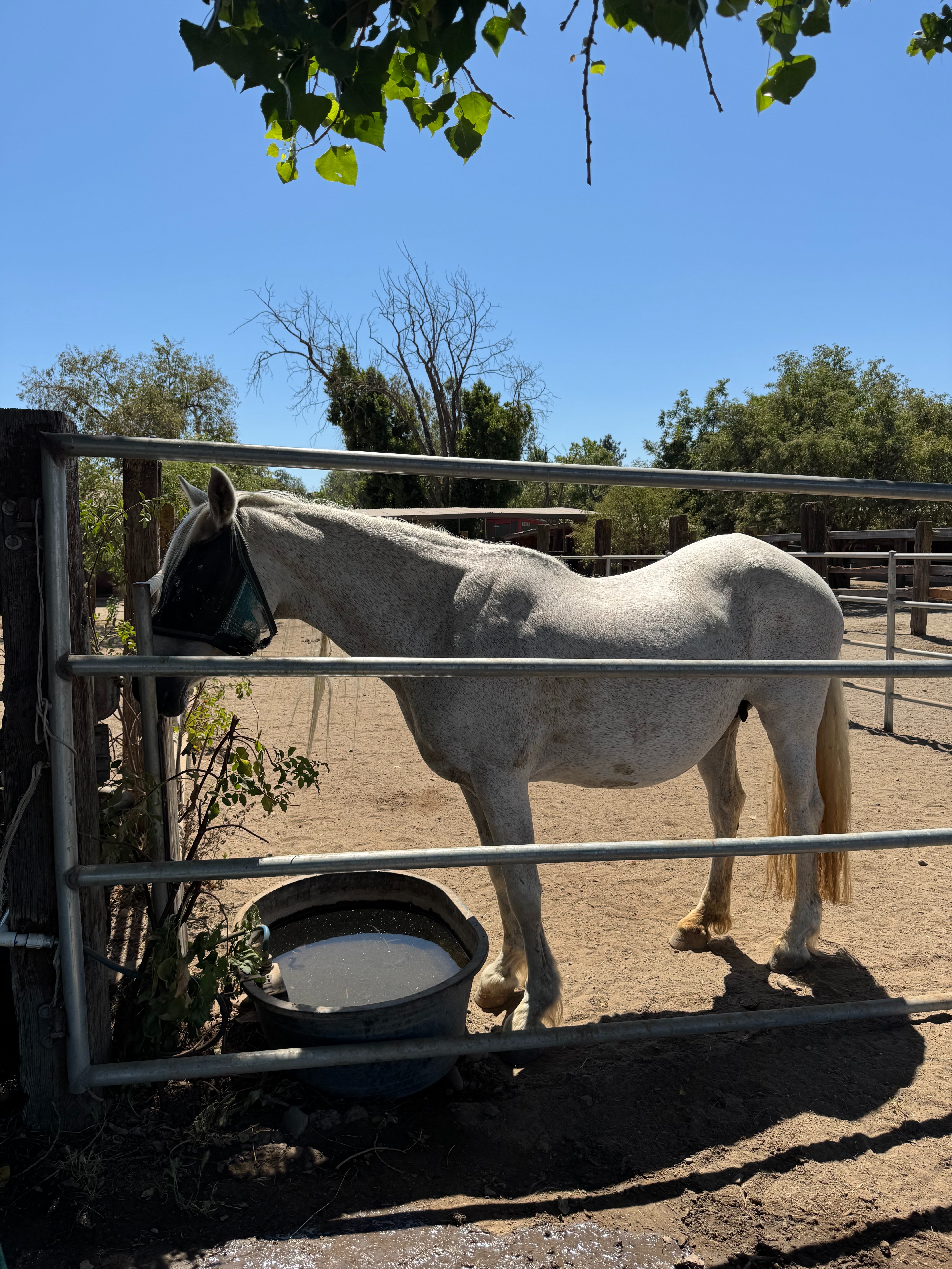 Support Into the Light Horse Sanctuary campaign photo, 2 of 8