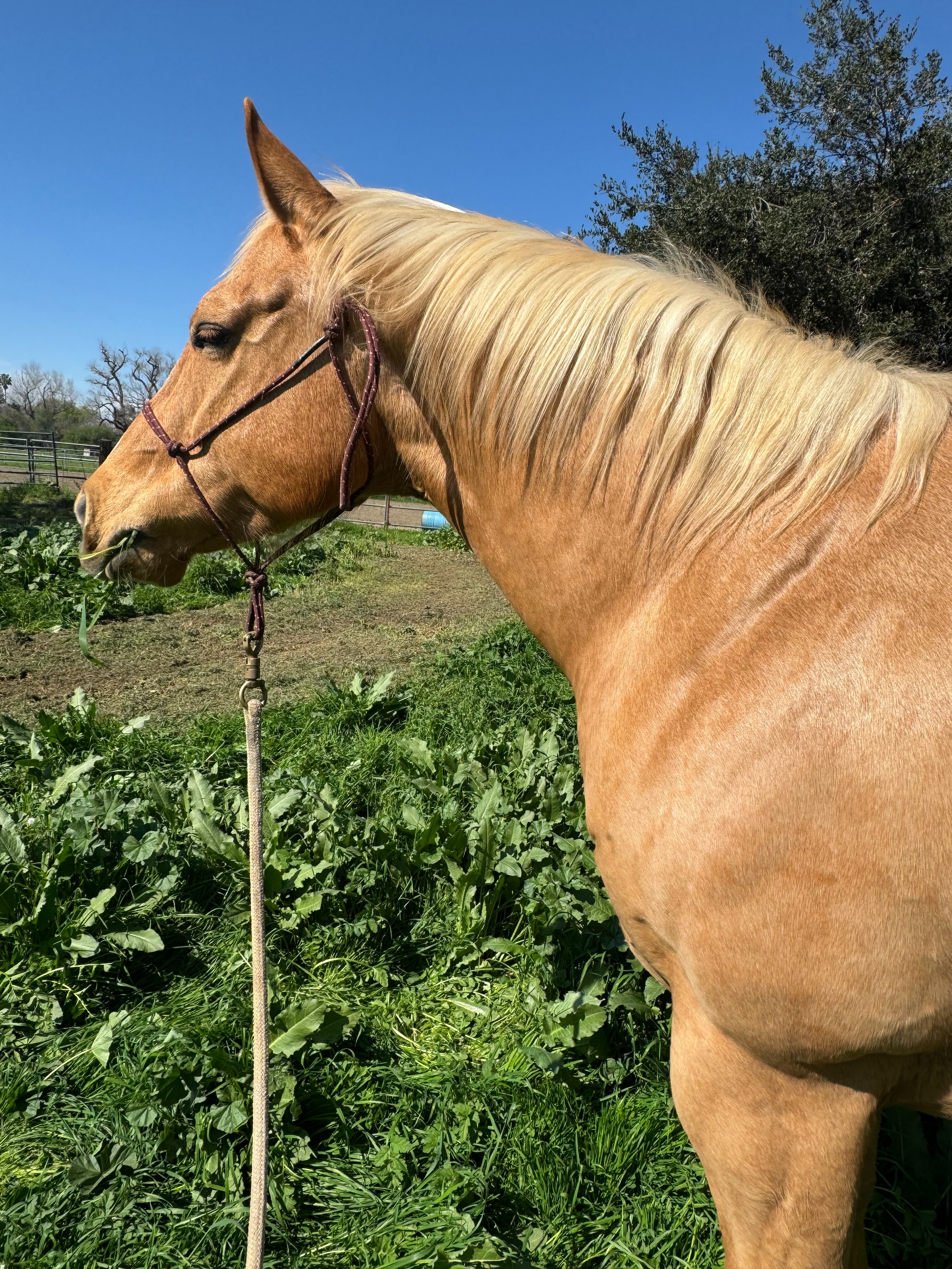 Support Into the Light Horse Sanctuary campaign photo, 4 of 8