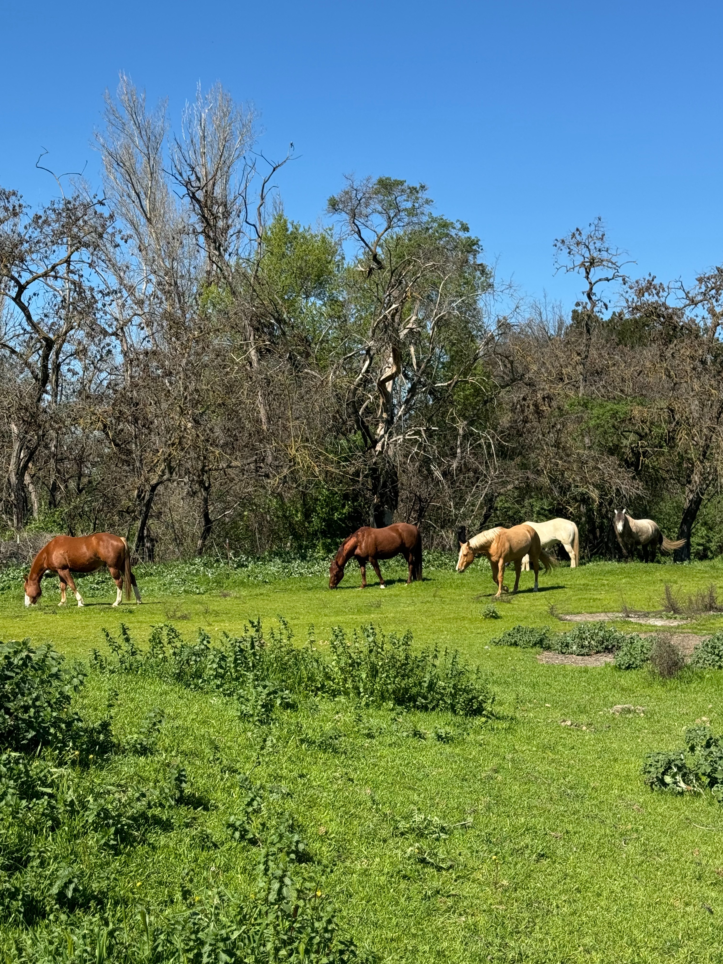 Support Into the Light Horse Sanctuary campaign photo, 5 of 8