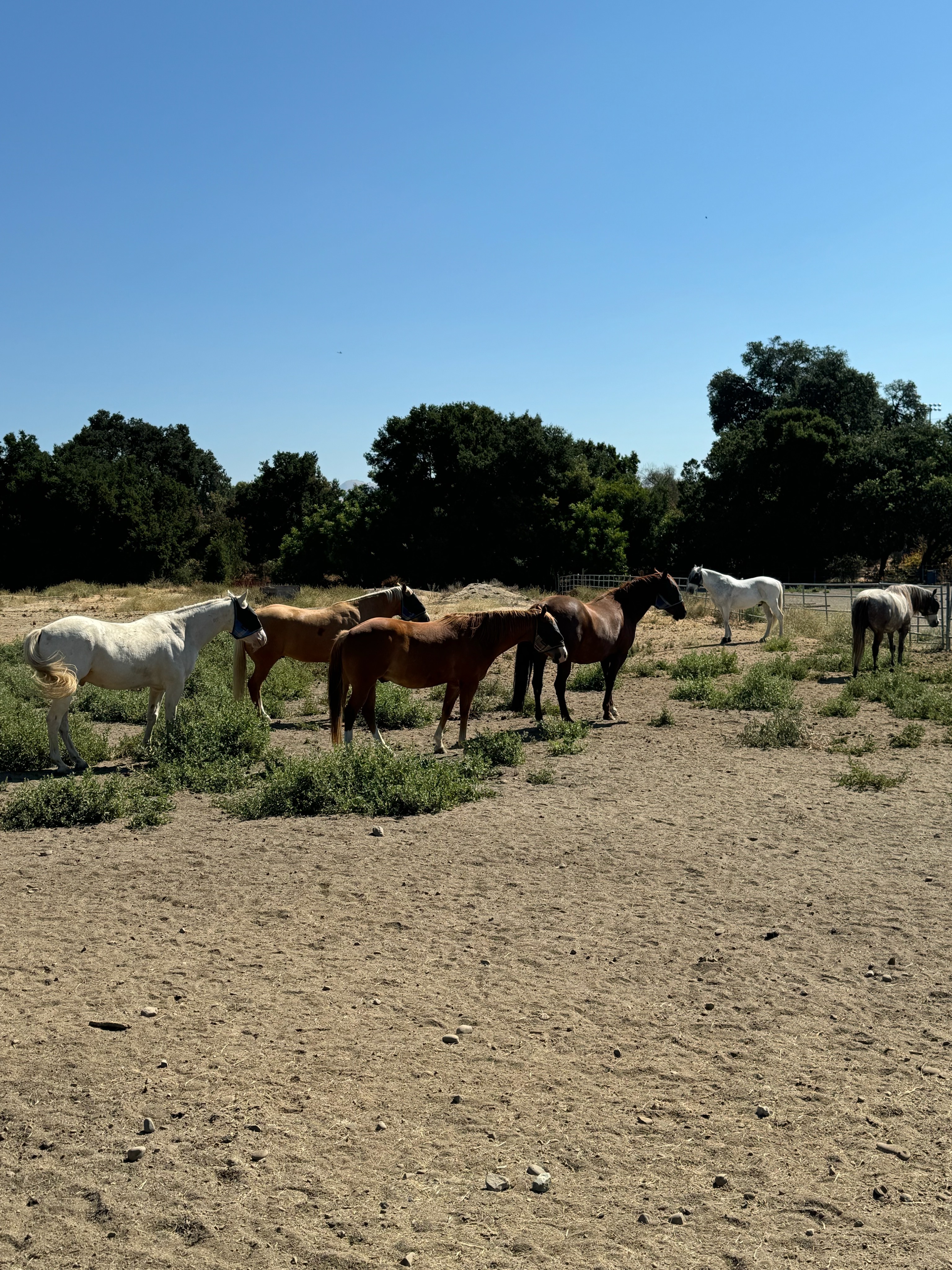 Support Into the Light Horse Sanctuary campaign photo, 6 of 8