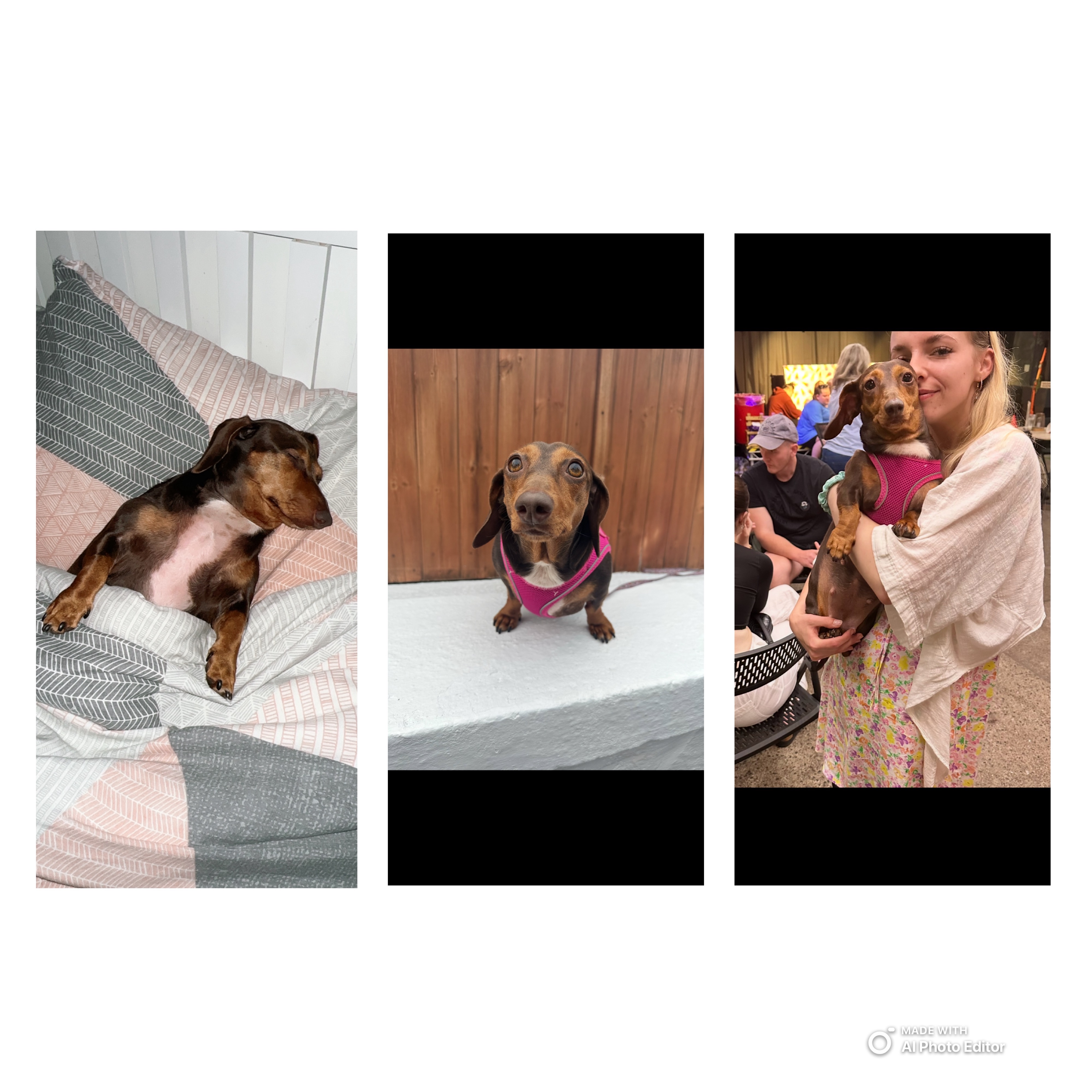 Please help my girl Poppy campaign photo, 5 of 6