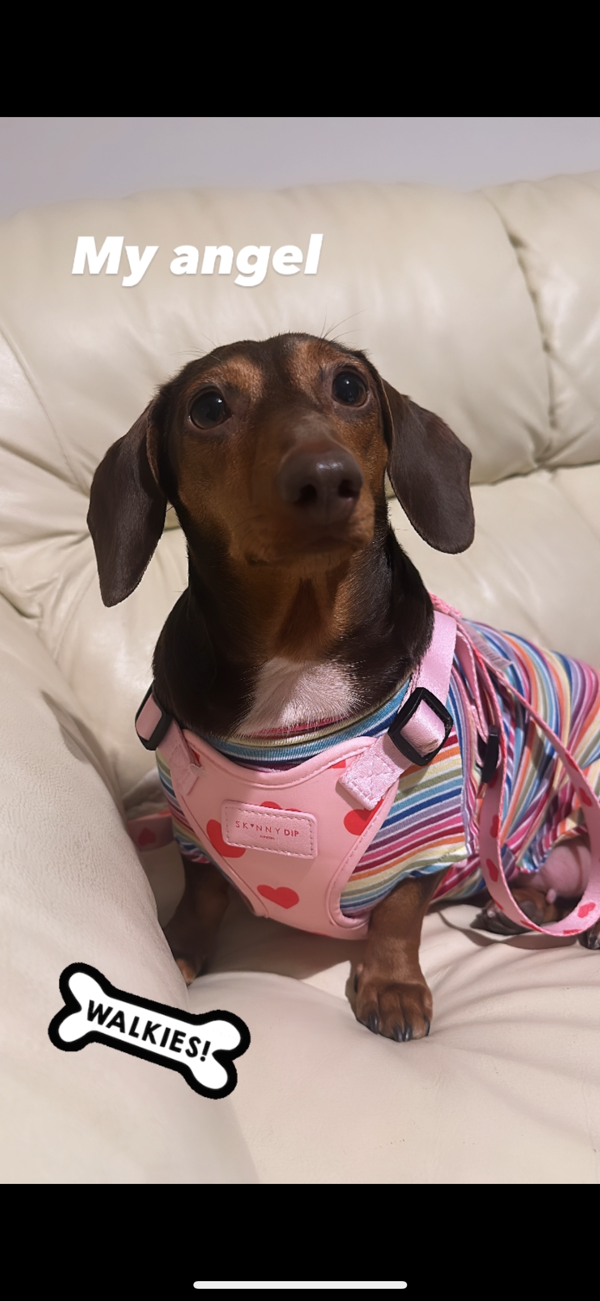 Please help my girl Poppy campaign photo, 2 of 6