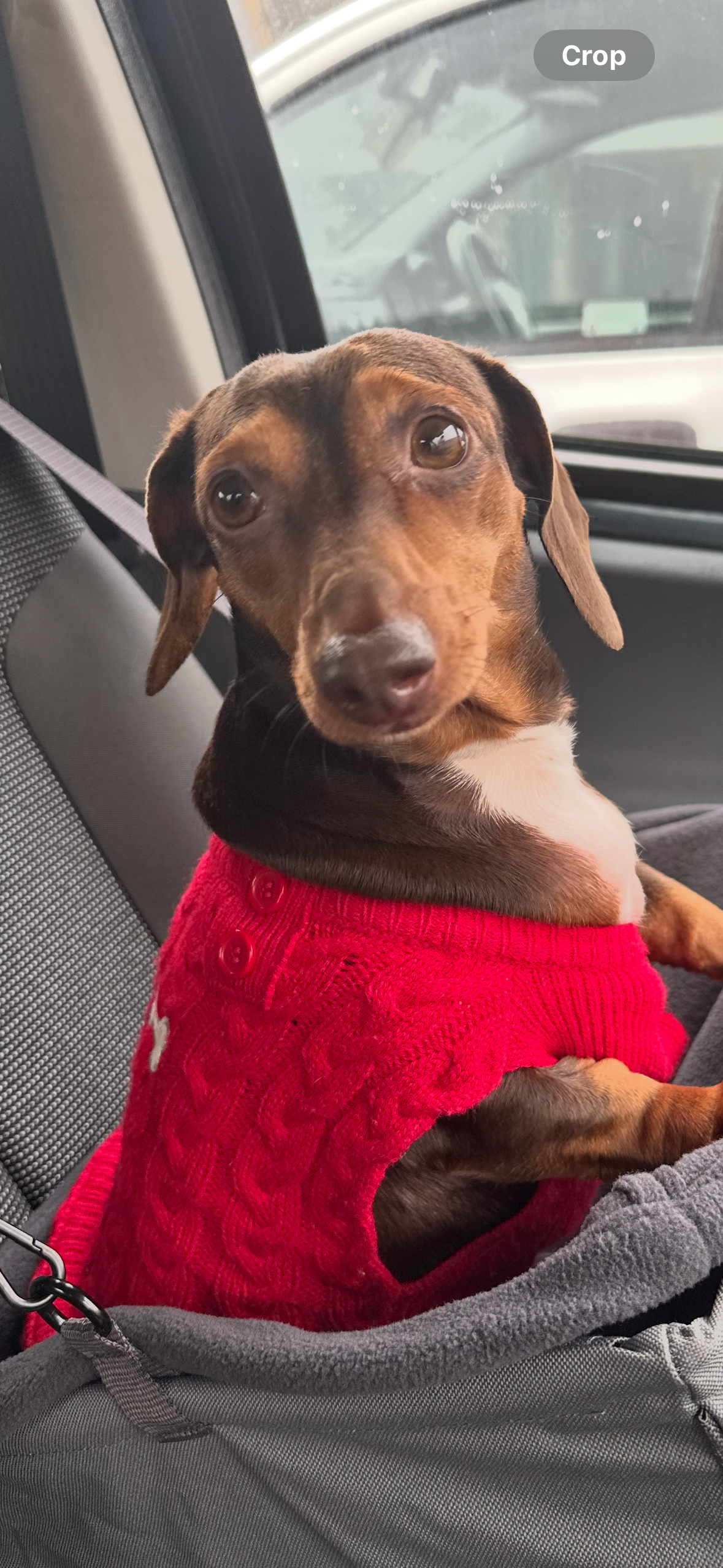 Please help my girl Poppy campaign photo, 4 of 6