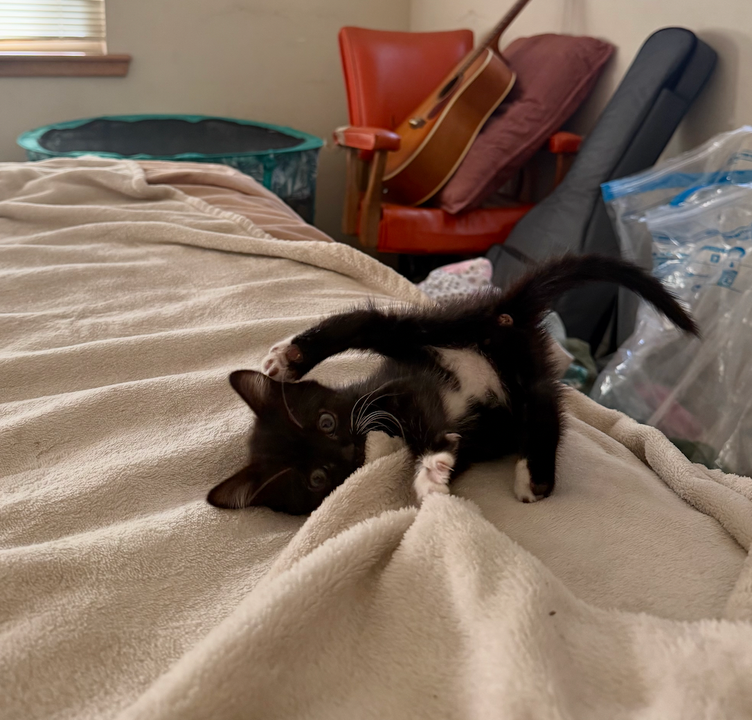 Help our Tawonga Kitty: Vet funds and Medical care! campaign photo, 6 of 7
