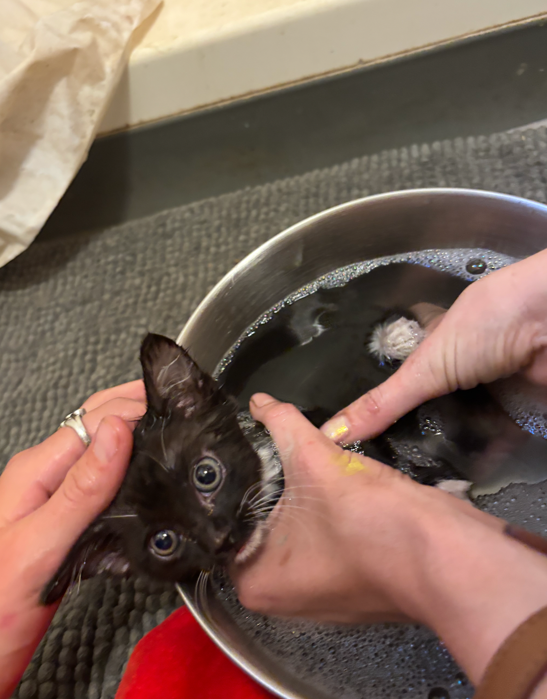 Help our Tawonga Kitty: Vet funds and Medical care! campaign photo, 4 of 7