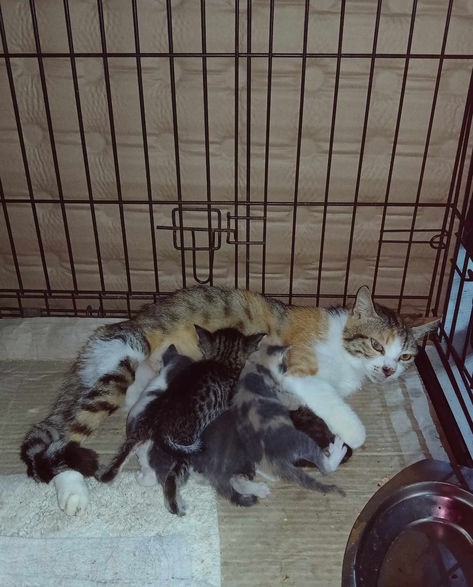 UK to Corfu cats bag filler August 2025 campaign photo, 7 of 8