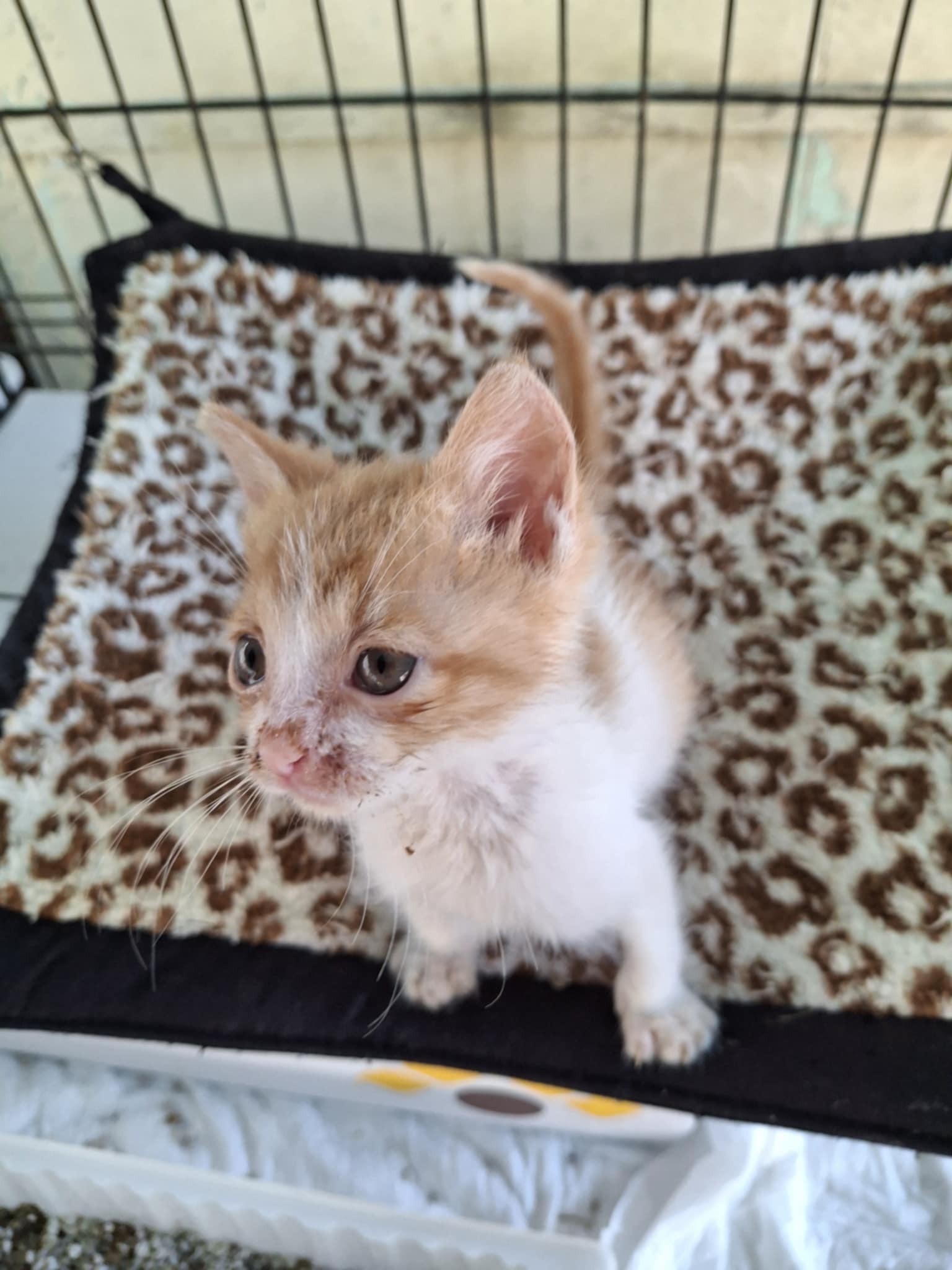 UK to Corfu cats bag filler August 2025 campaign photo, 4 of 8