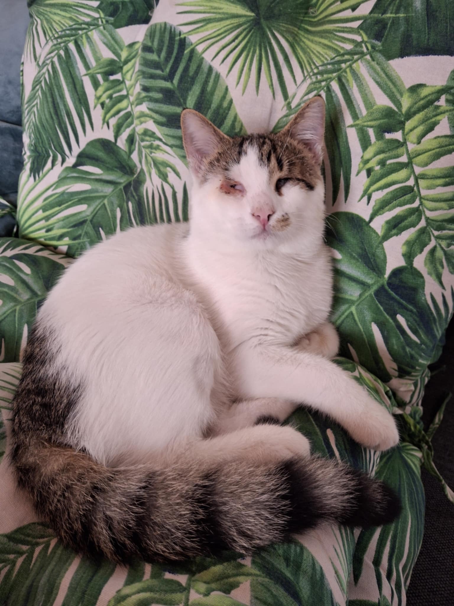 UK to Corfu cats bag filler August 2025 campaign photo, 5 of 8