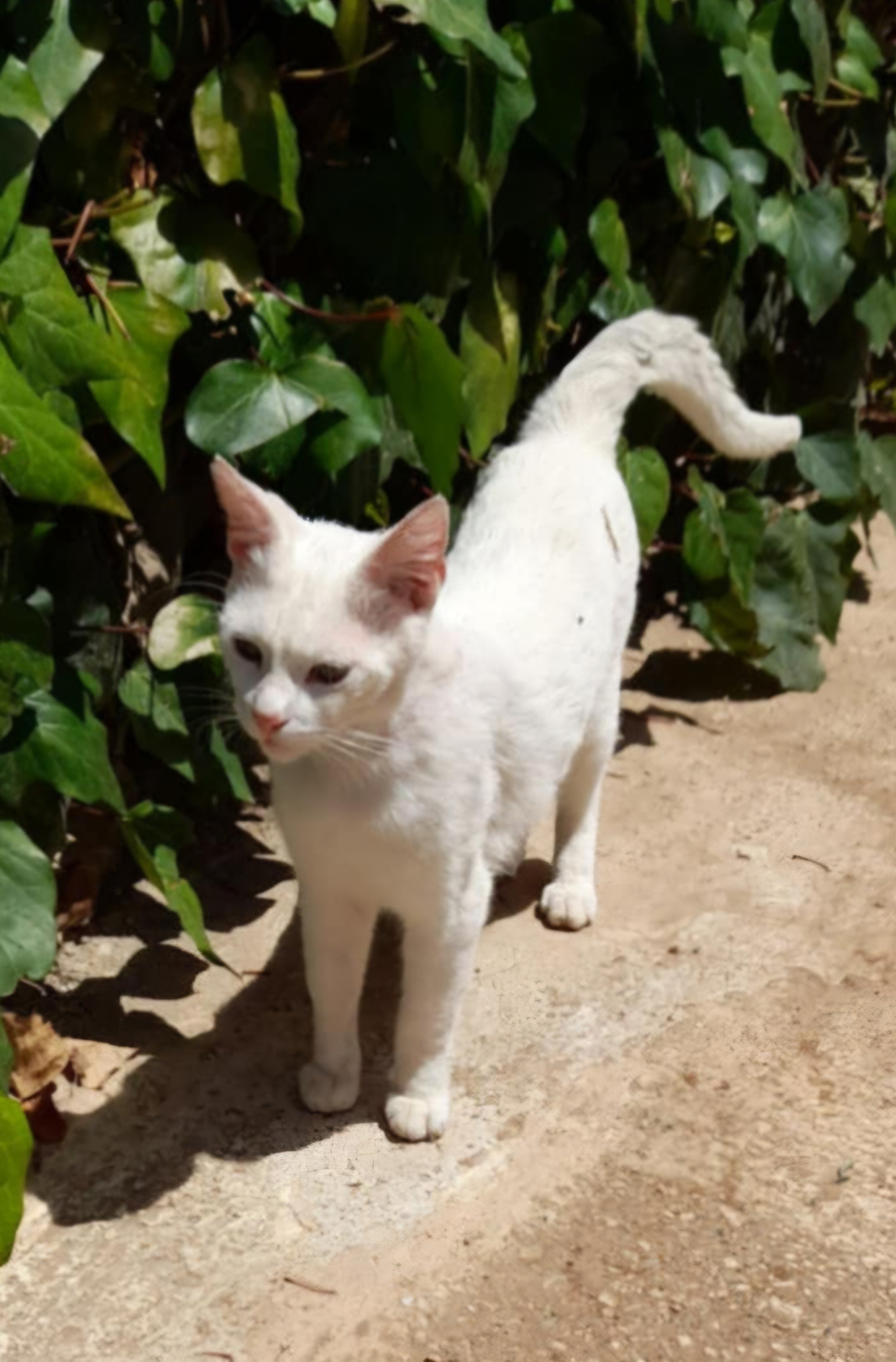 UK to Corfu cats bag filler August 2025 campaign photo, 6 of 8
