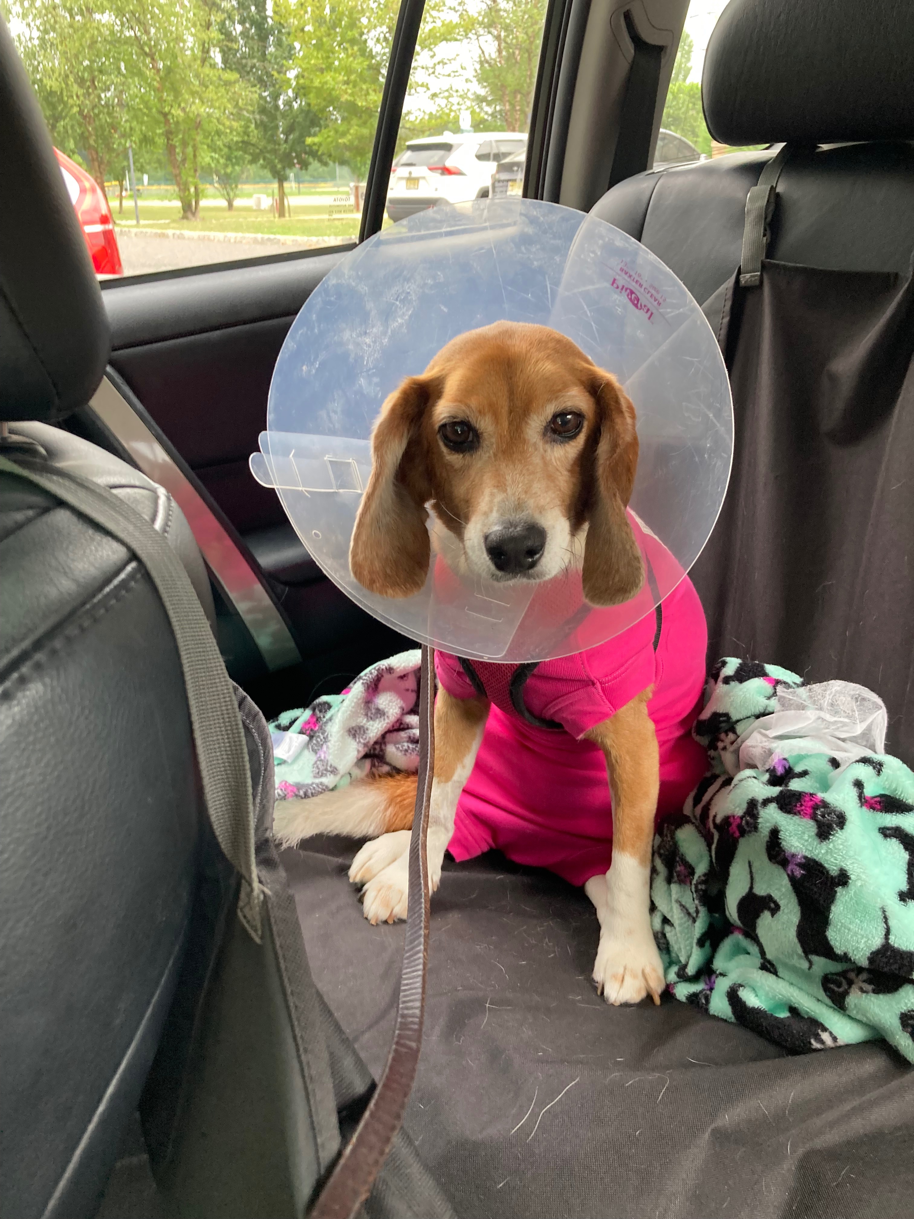 Help lab rescue beagle Colette beat cancer campaign photo, 7 of 8