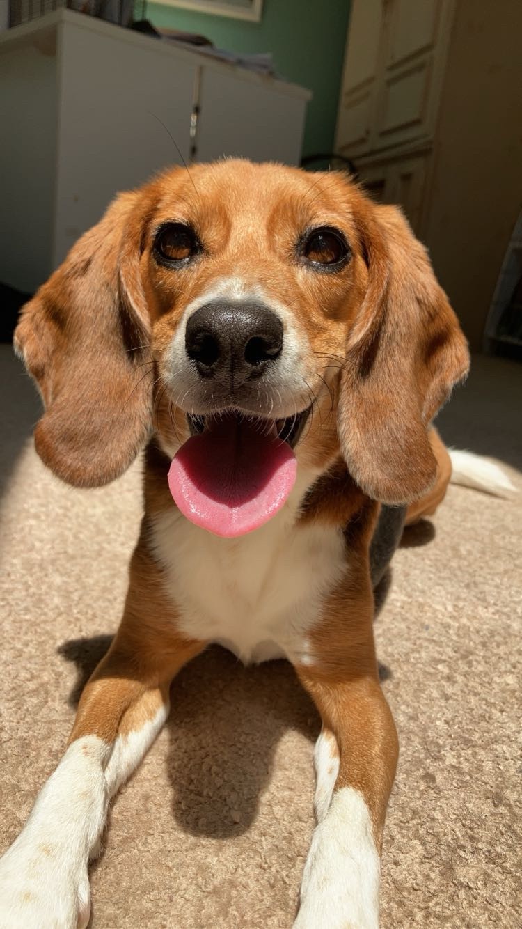 Help lab rescue beagle Colette beat cancer campaign photo, 2 of 8