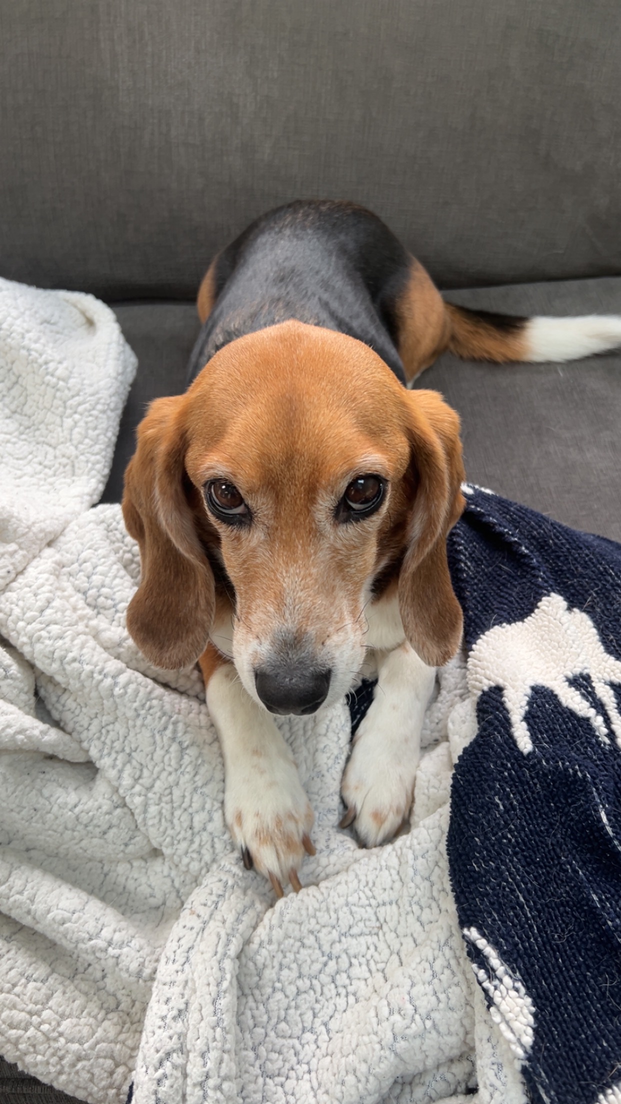 Help lab rescue beagle Colette beat cancer campaign photo, 4 of 8