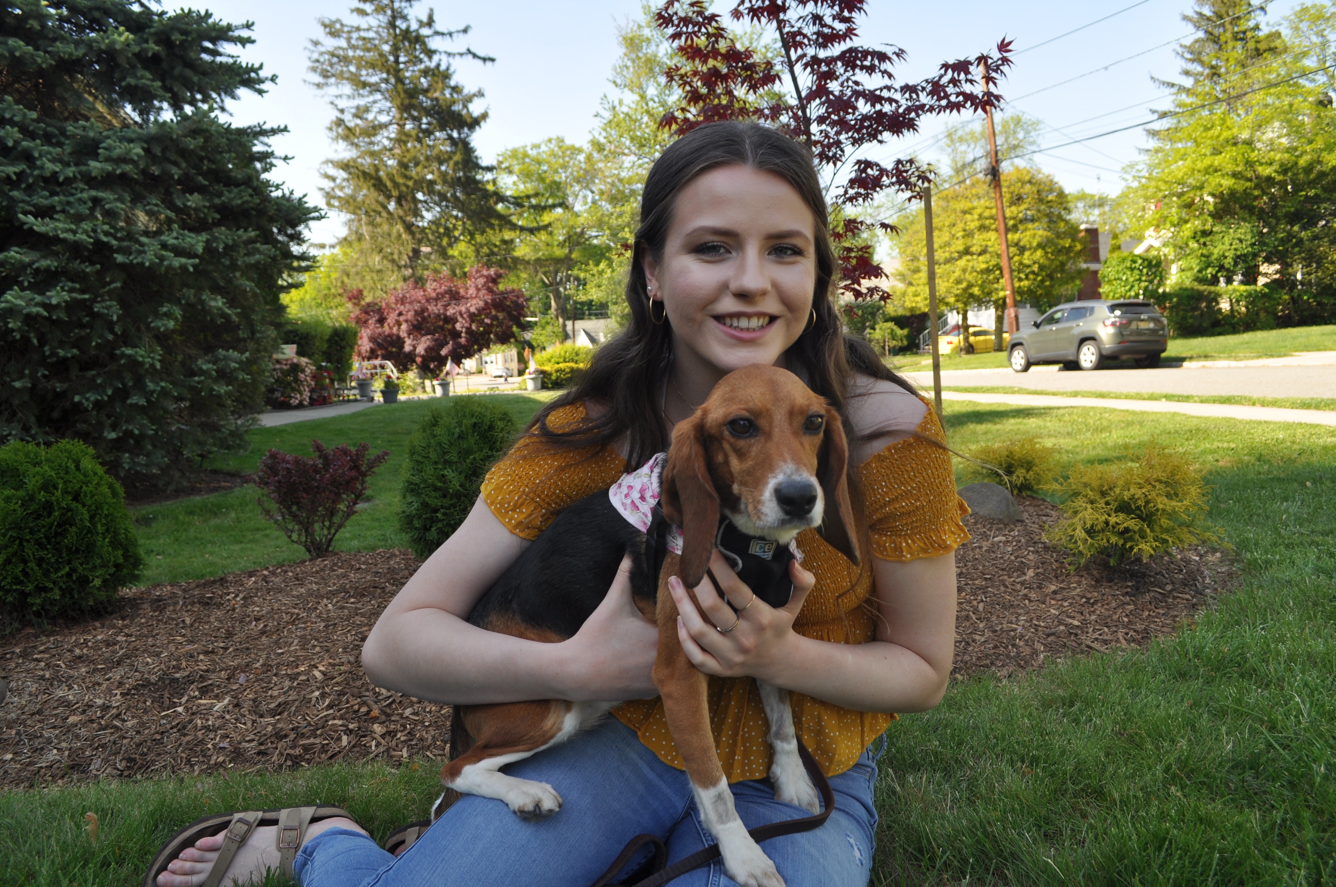 Help lab rescue beagle Colette beat cancer campaign photo, 5 of 8