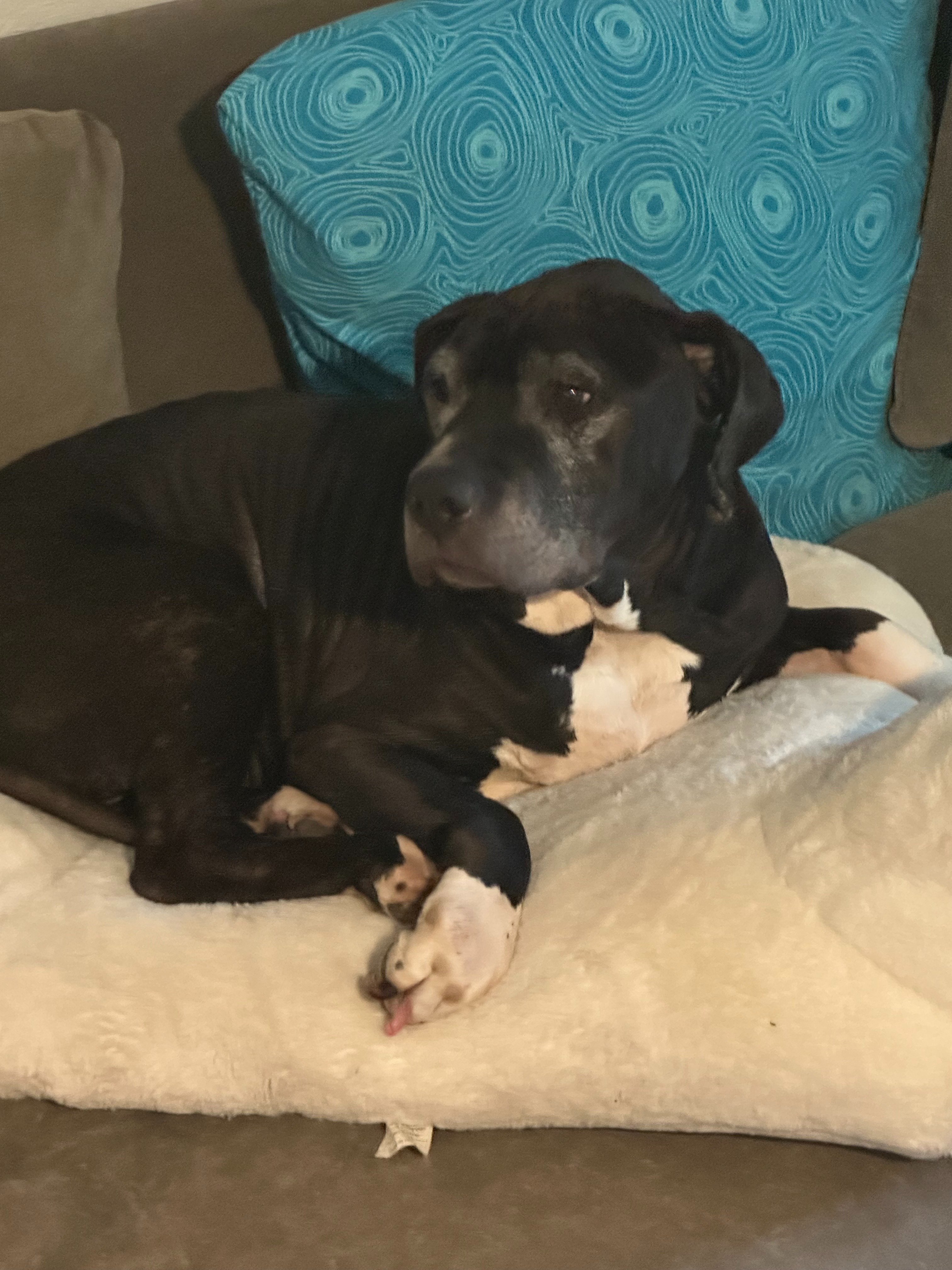 Help Sweet Amos Get the Second Chance He Deserves campaign photo, 7 of 8