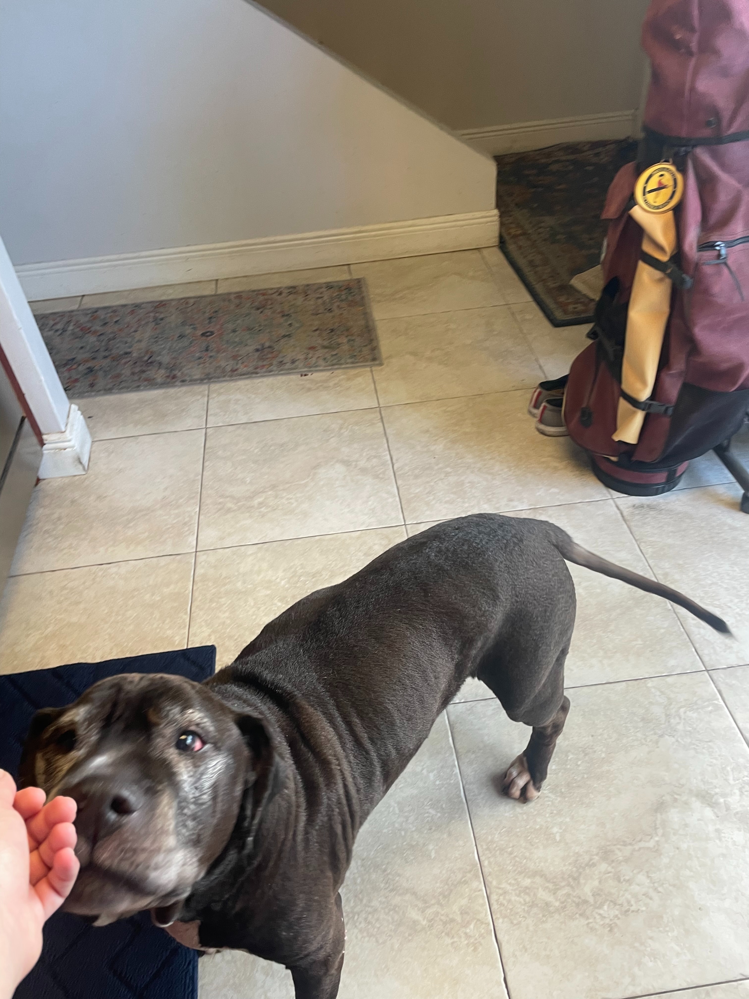 Help Sweet Amos Get the Second Chance He Deserves campaign photo, 2 of 8