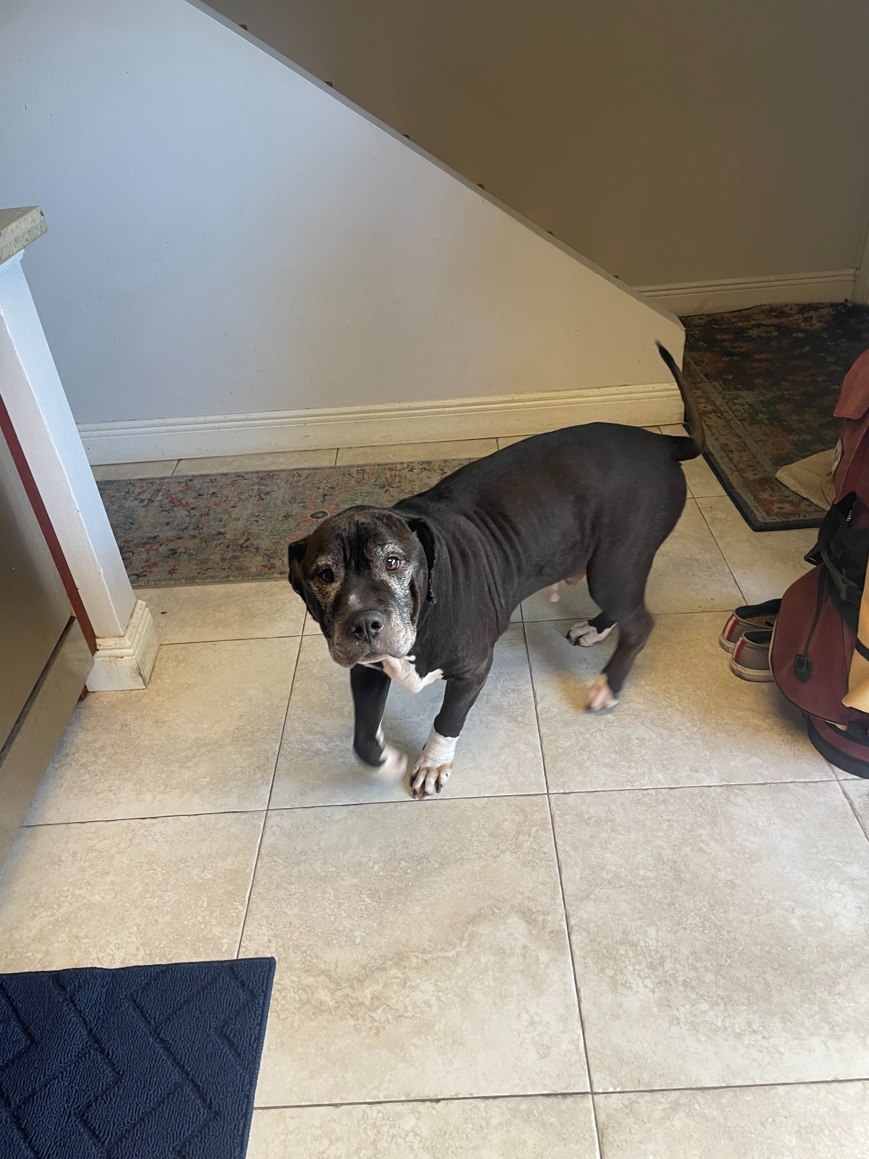 Help Sweet Amos Get the Second Chance He Deserves campaign photo, 4 of 8