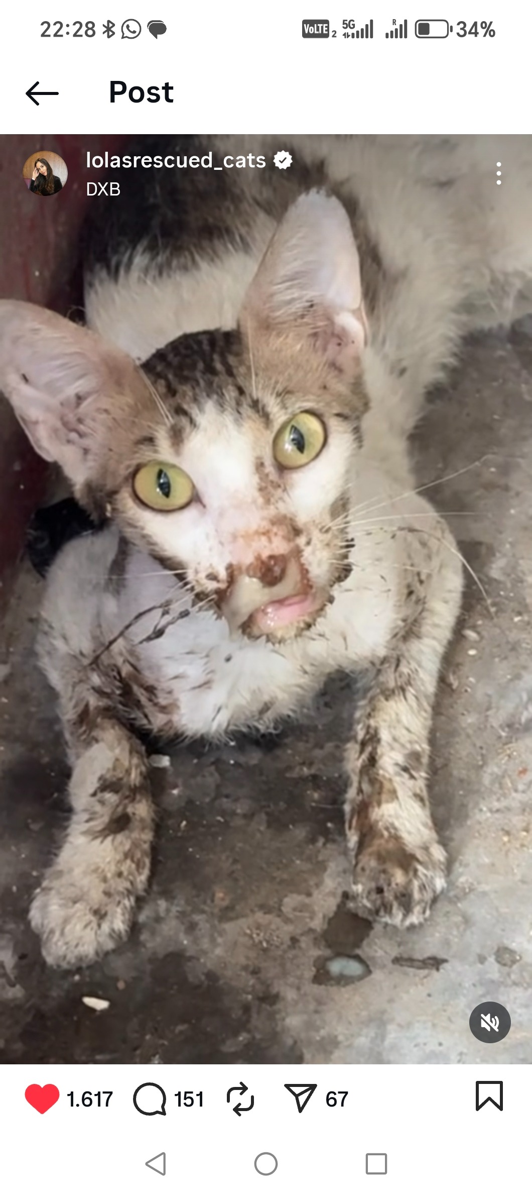 Help Us Save Dylan and Give Him a Chance to Live campaign photo, 4 of 6