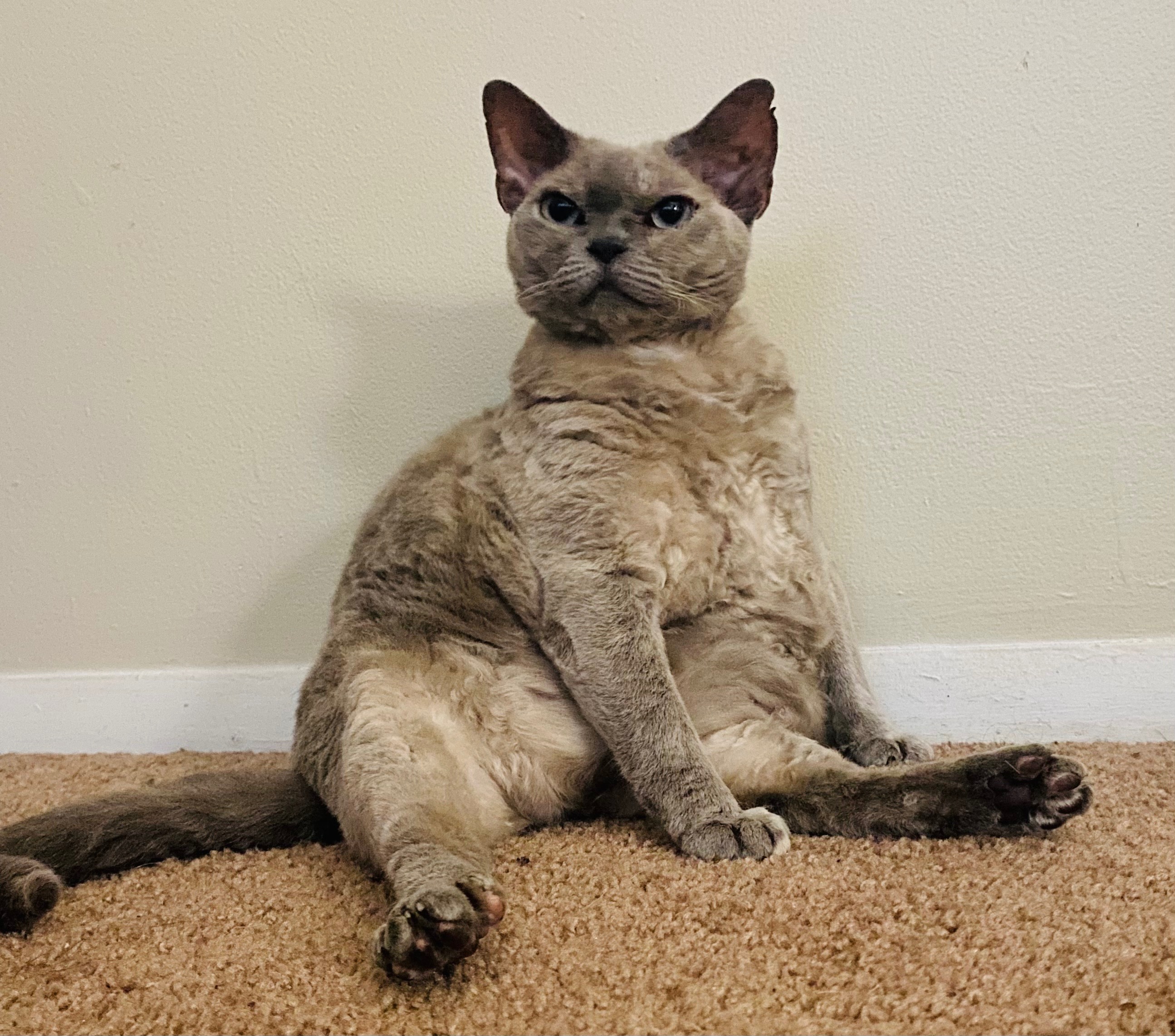 Support a Cat Lady in Need of a Home campaign photo, 4 of 8
