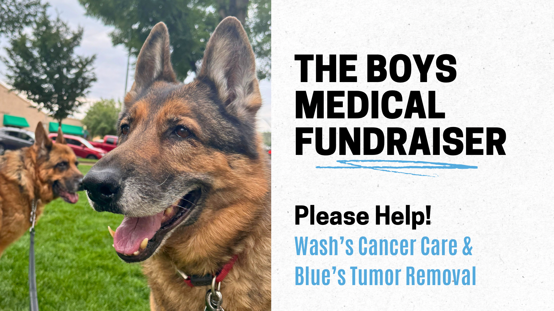 Support Wash and Blue's Urgent Medical Needs campaign photo, 6 of 7