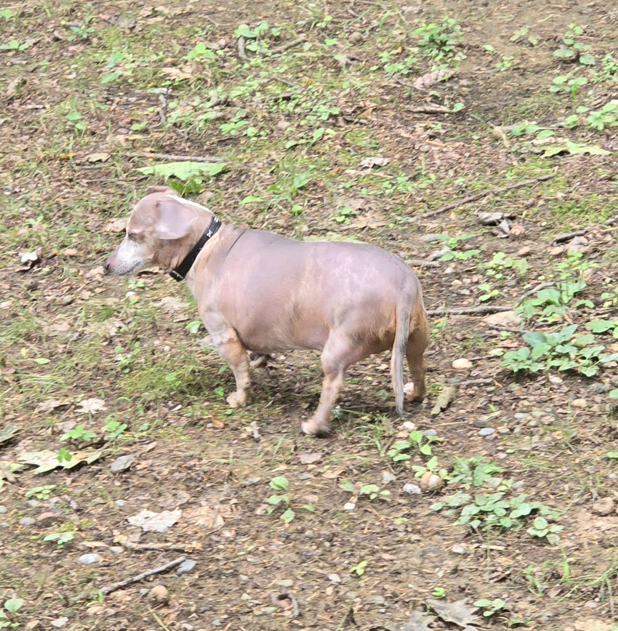 Give Lucky the Chance to Run Again campaign photo, 2 of 6