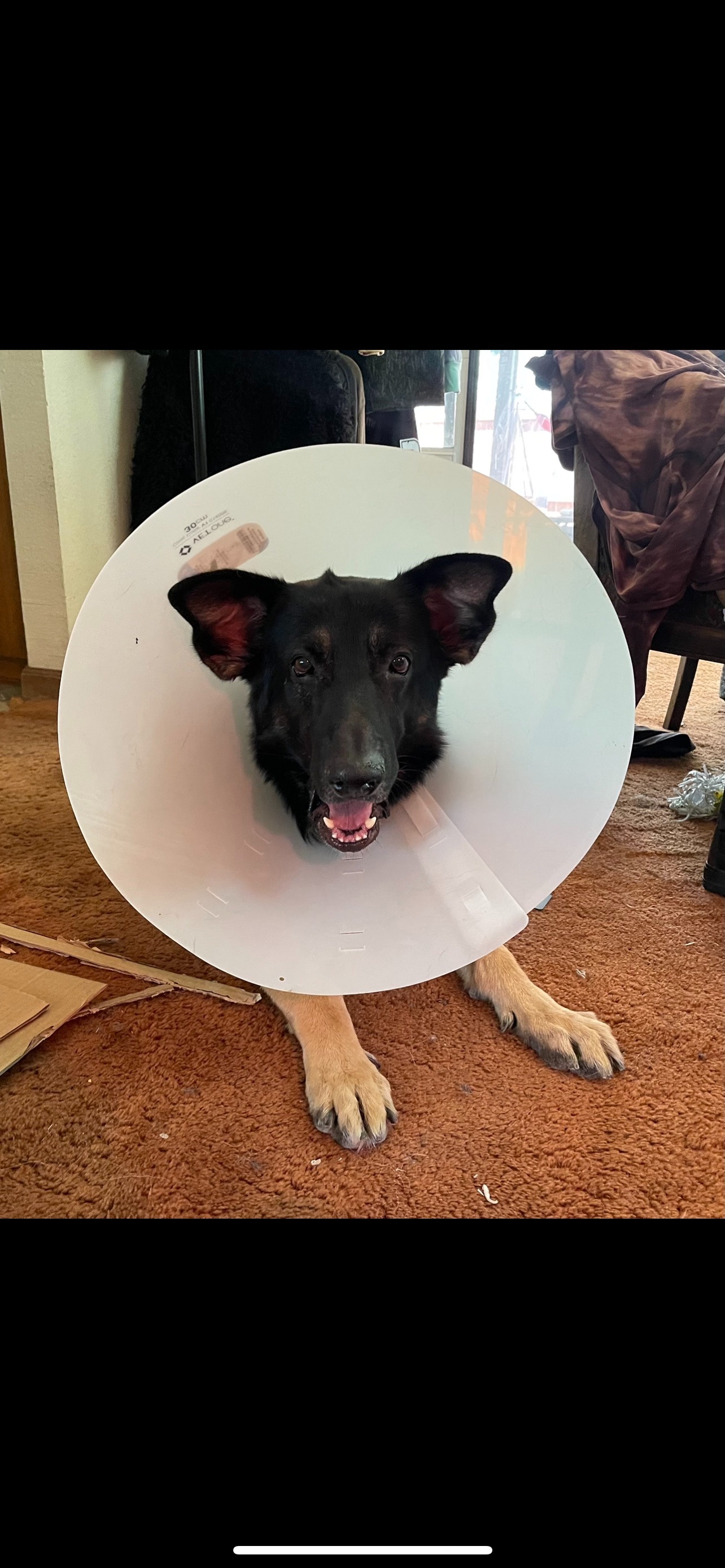 RIP My Sunny Boy - Help Cover His Vet Bills campaign photo, 4 of 8