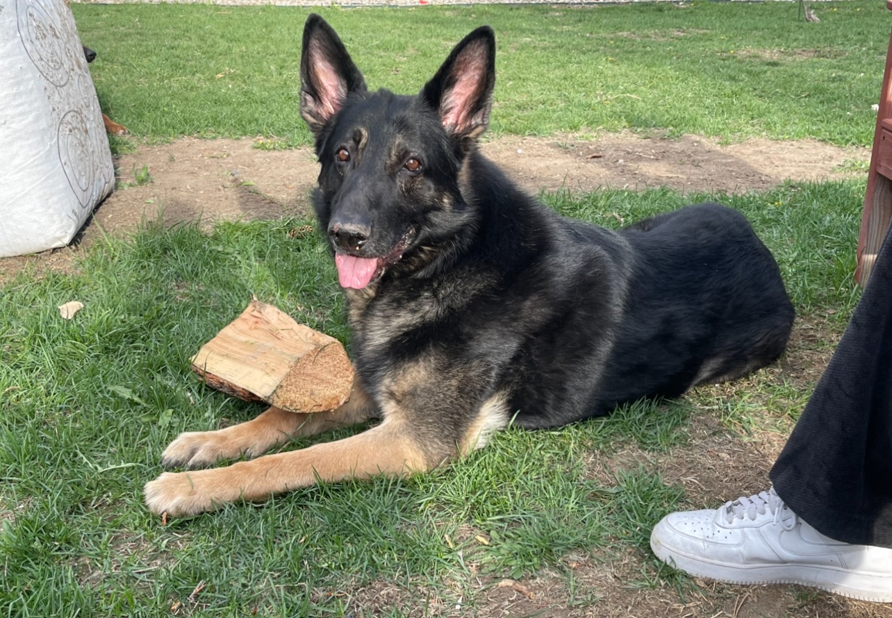 RIP My Sunny Boy - Help Cover His Vet Bills campaign photo, 5 of 8