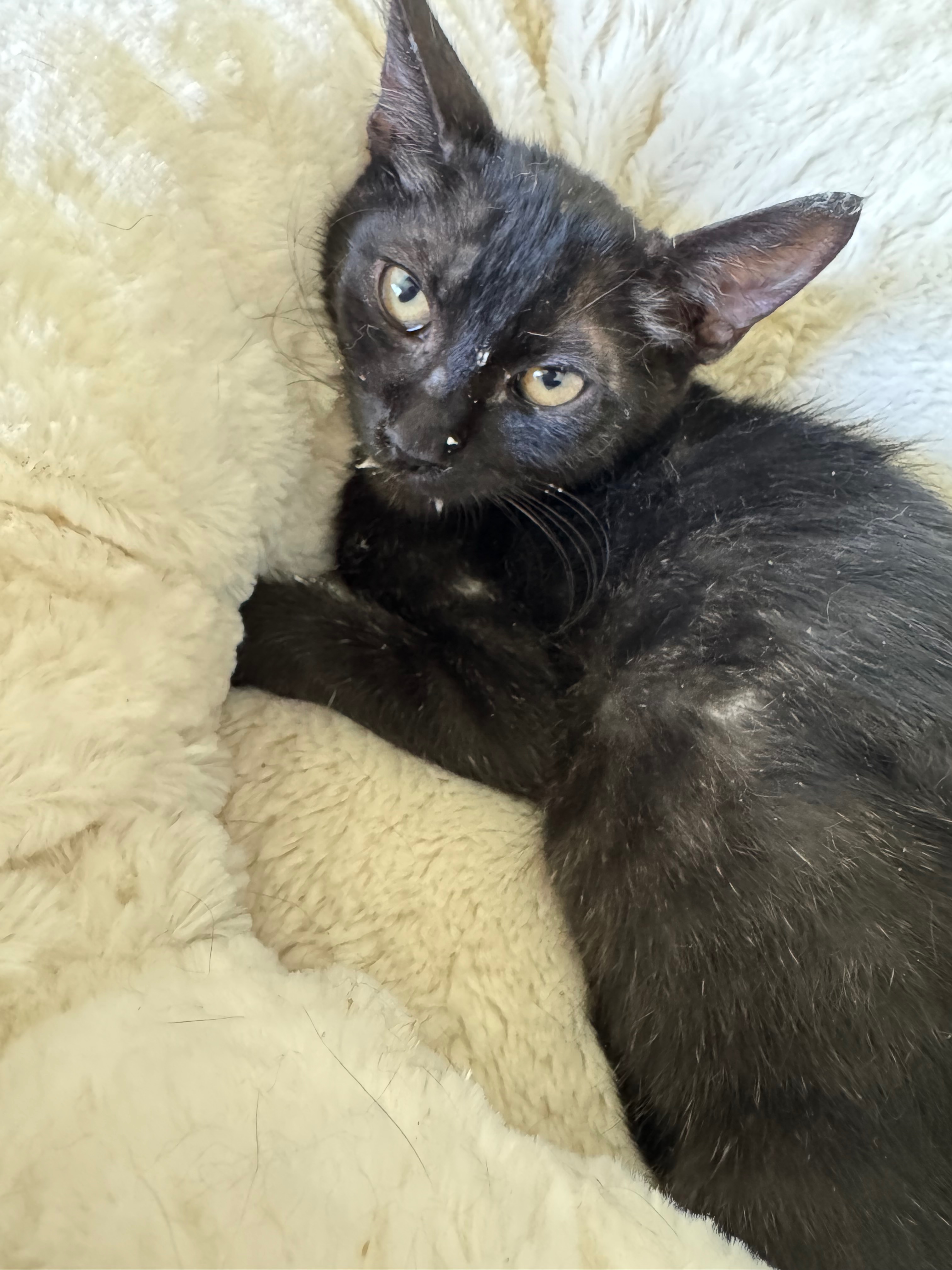 Help Me Give These Kittens a Second Chance campaign photo, 2 of 8