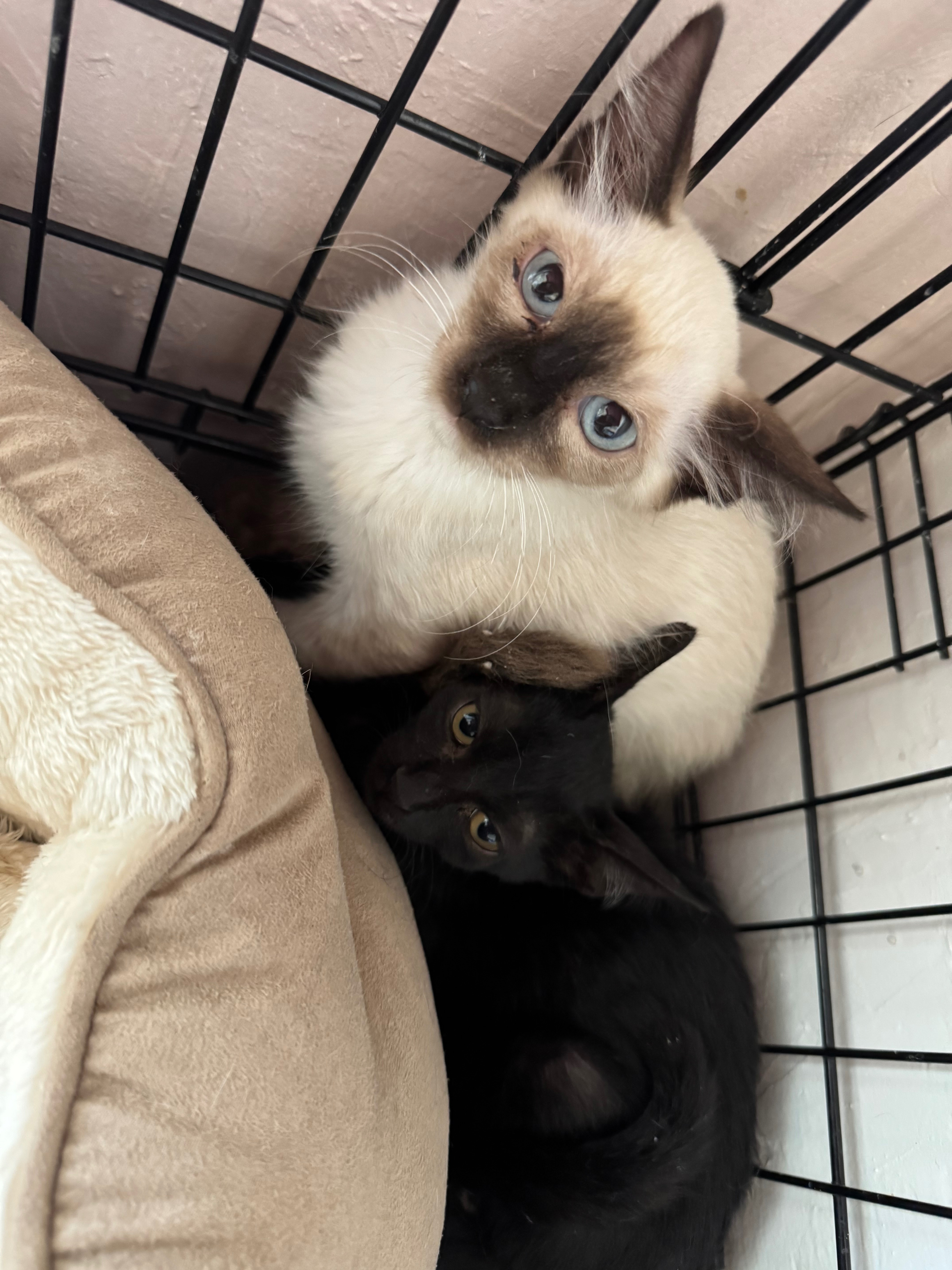 Help Me Give These Kittens a Second Chance campaign photo, 5 of 8