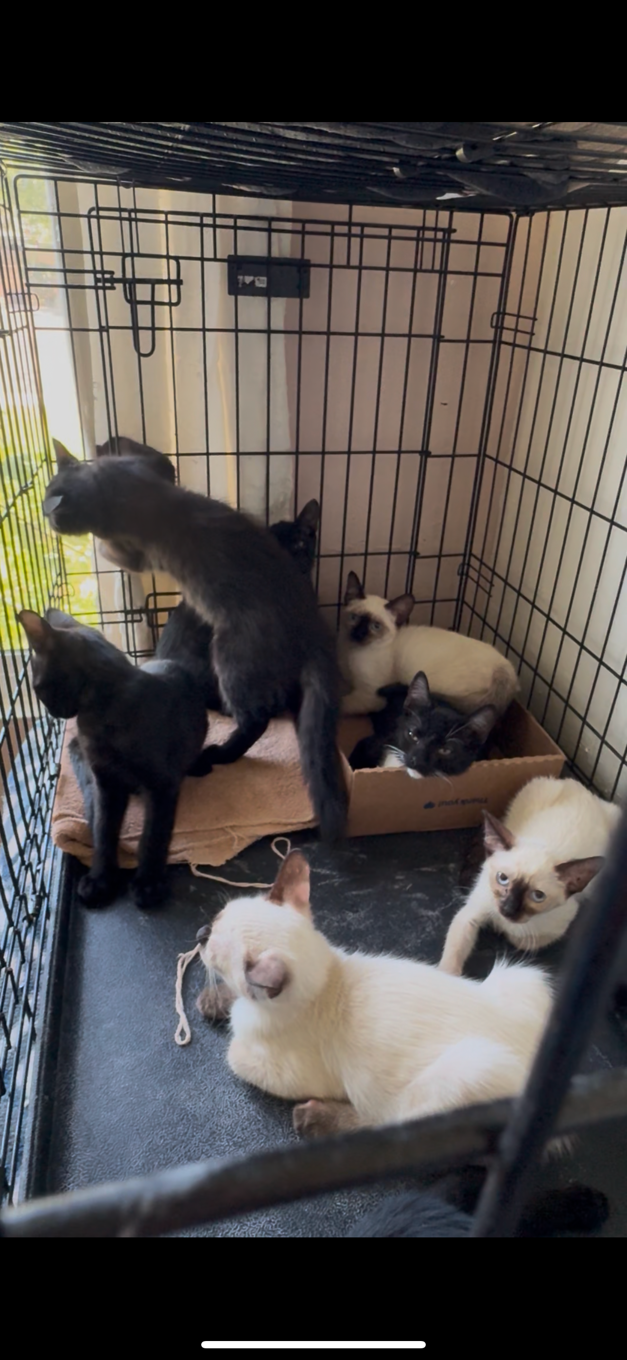 Help Me Give These Kittens a Second Chance campaign photo, 6 of 8