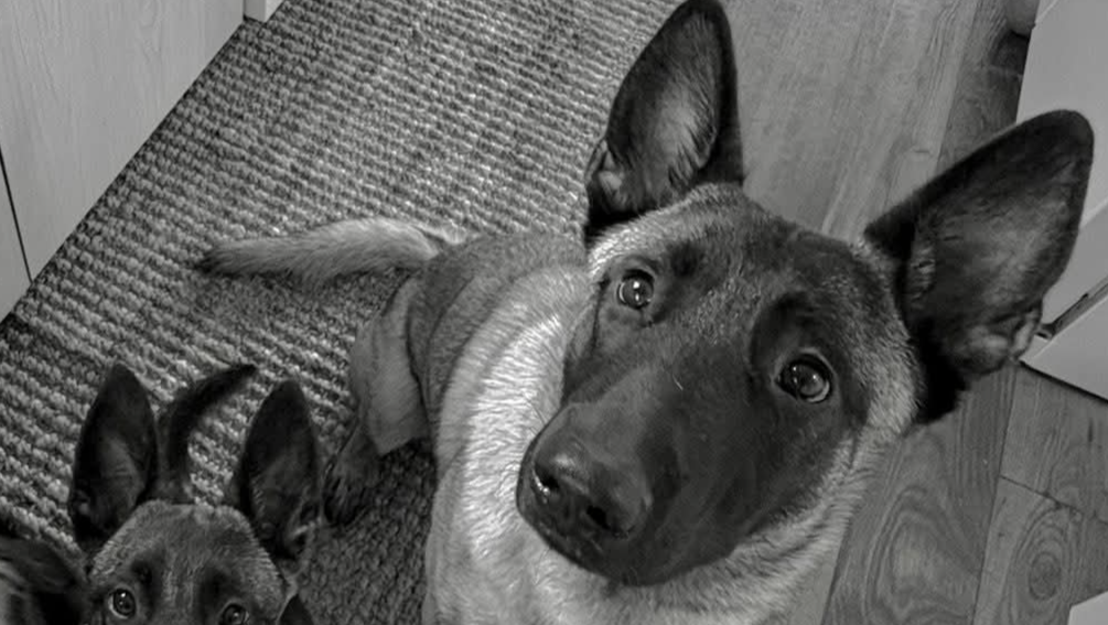 Gunner's Transport and Care Fund Needed photo