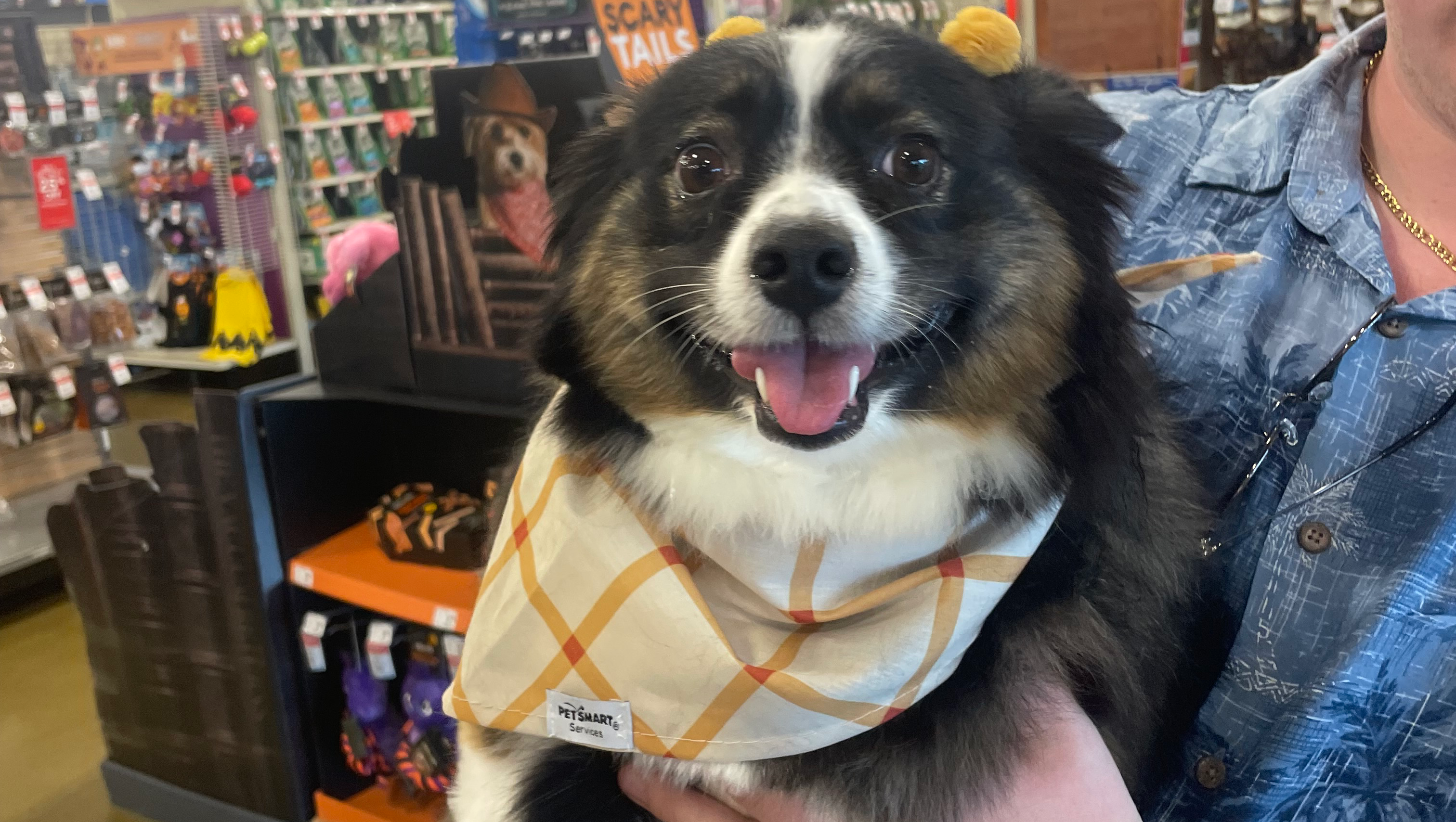 Give Marley a Fighting Chance Against Lymphoma pinned link photo