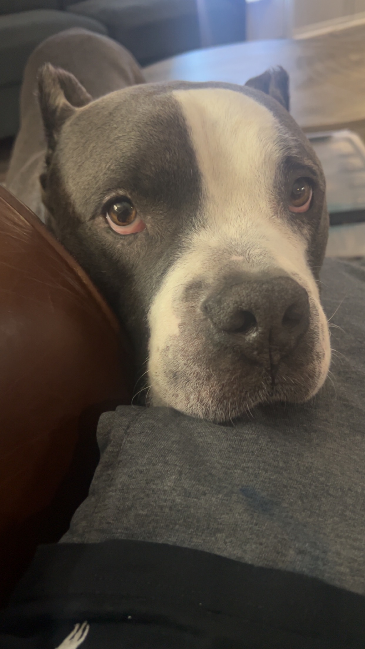 Senior Dog Cheech Needs Your Support campaign photo, 5 of 5