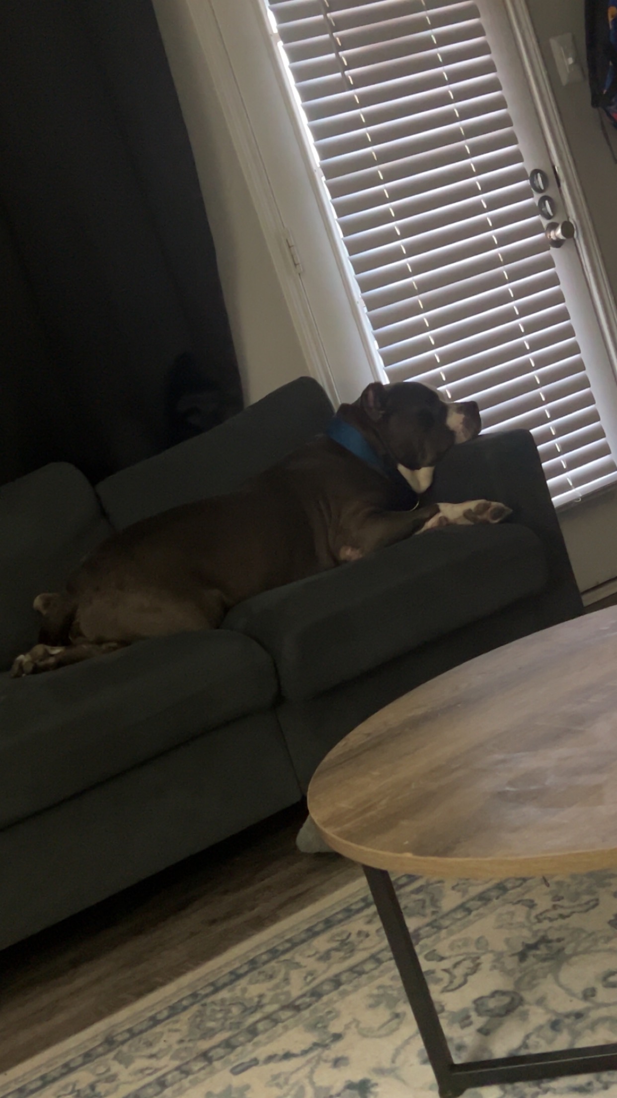 Senior Dog Cheech Needs Your Support campaign photo, 2 of 5