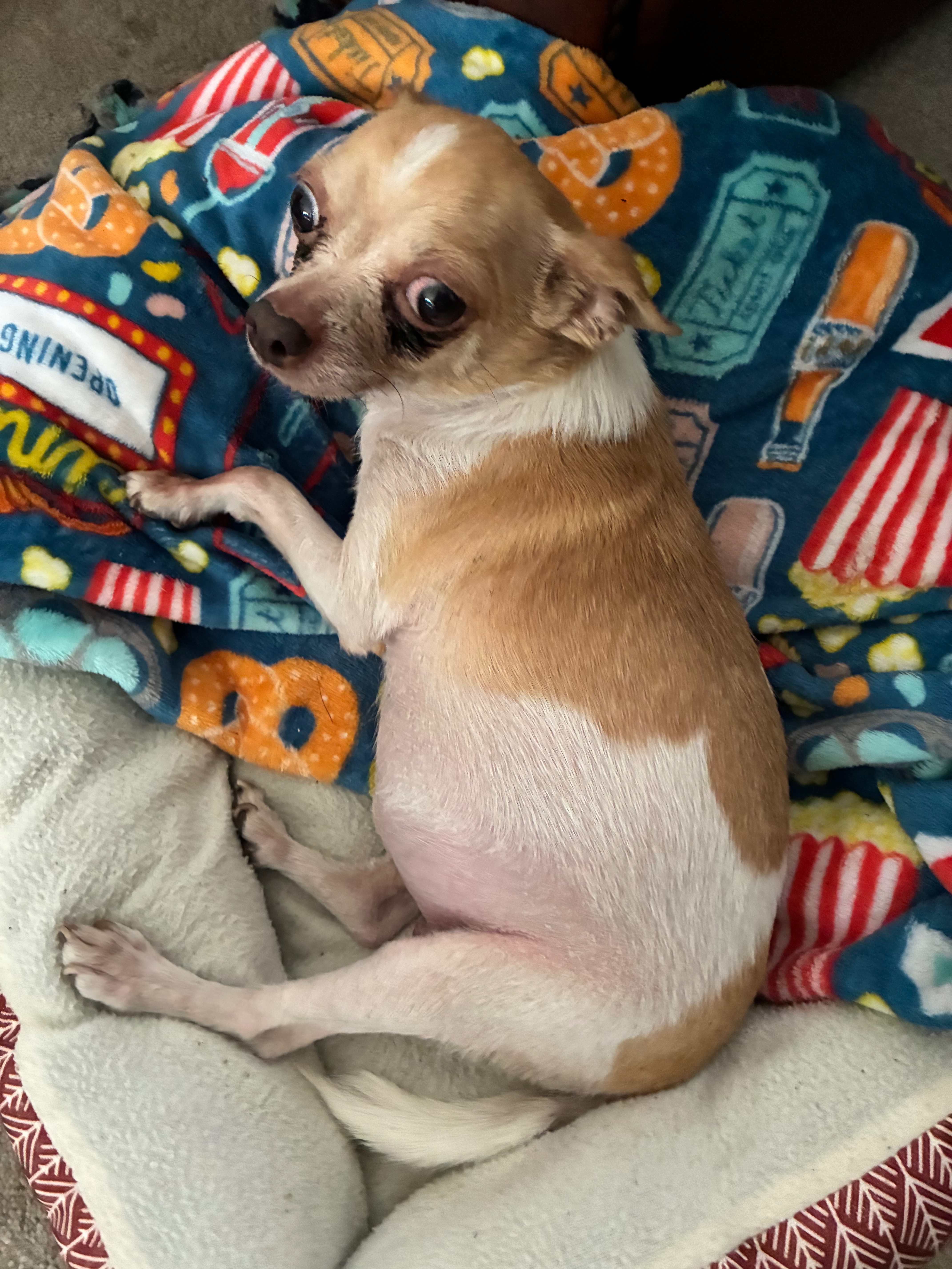 Urgent Care Needed for Benji's Well-being campaign photo, 4 of 5